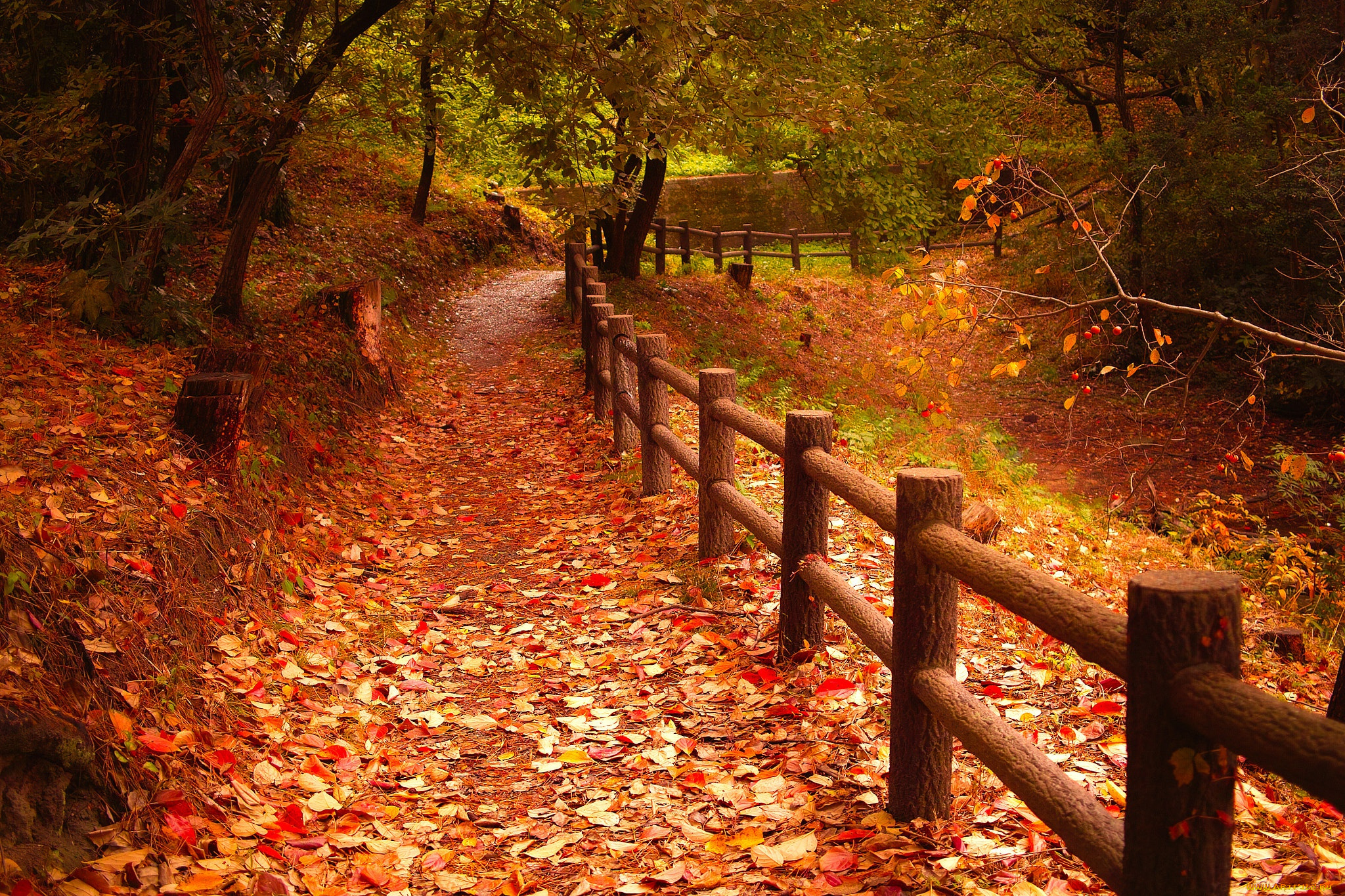 природа, дороги, тропинка, забор, парк, деревья, листья, осень