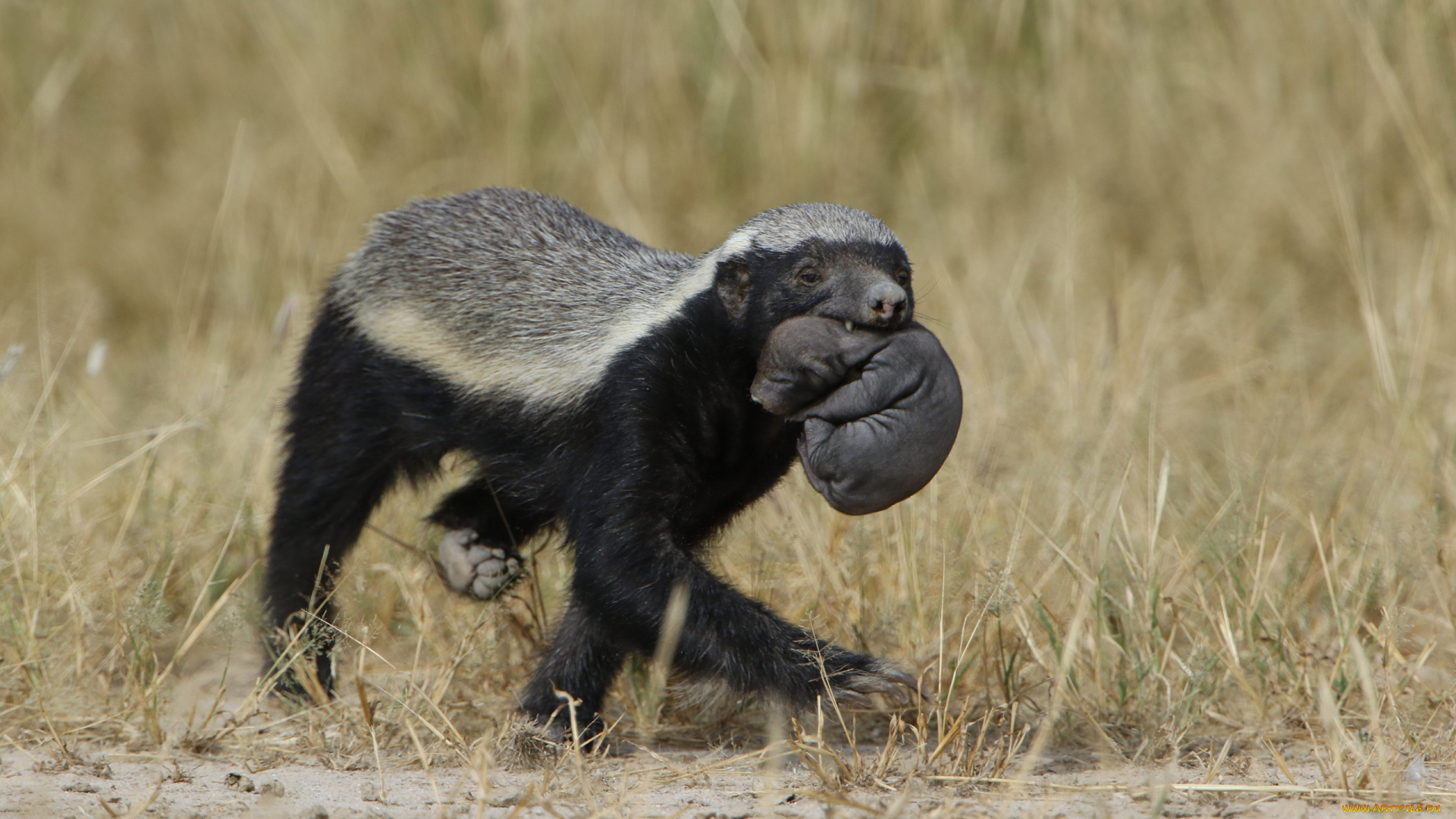 медоед, животные, барсуки, honey, badger, куньи, животное, хищник, африка, бесстрашный, когти, шерсть, млекопитающее