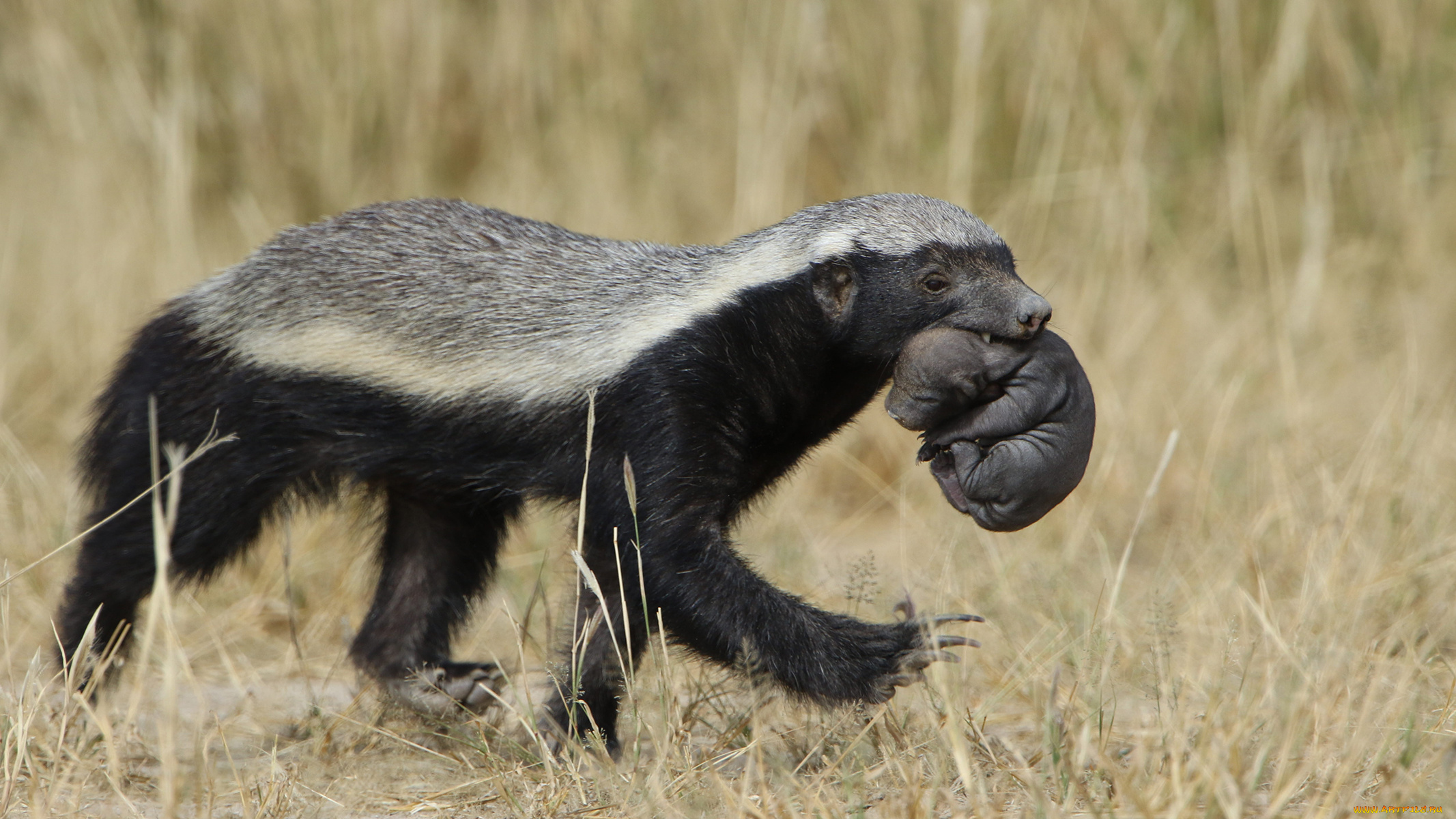 медоед, животные, барсуки, honey, badger, куньи, животное, хищник, африка, бесстрашный, когти, шерсть, млекопитающее