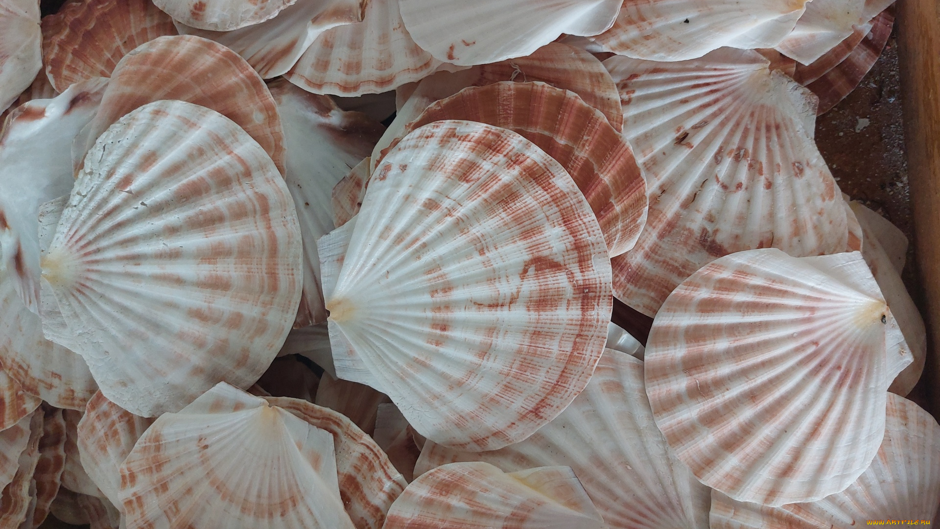 scallop, shells, разное, ракушки, , кораллы, , декоративные, и, spa-камни, scallop, shells
