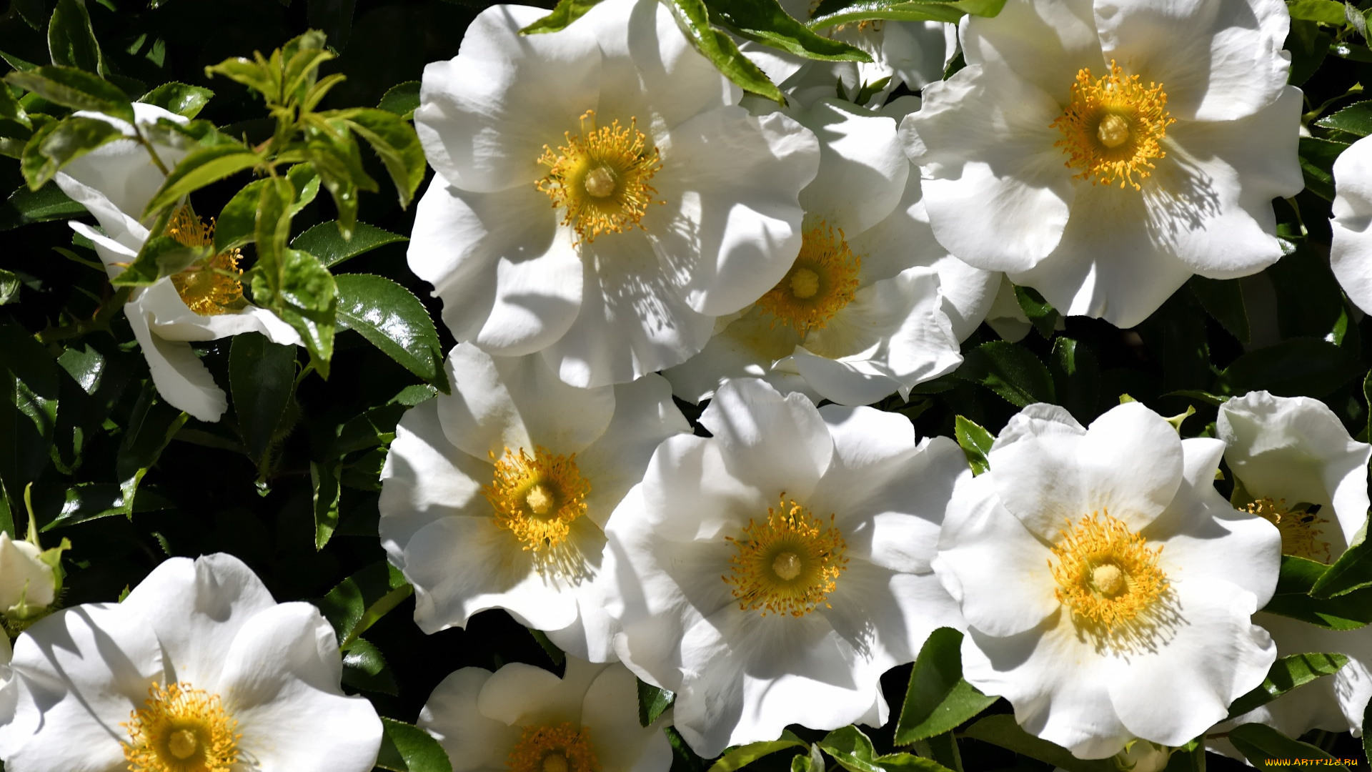 cherokee, rose, цветы, шиповник, cherokee, rose