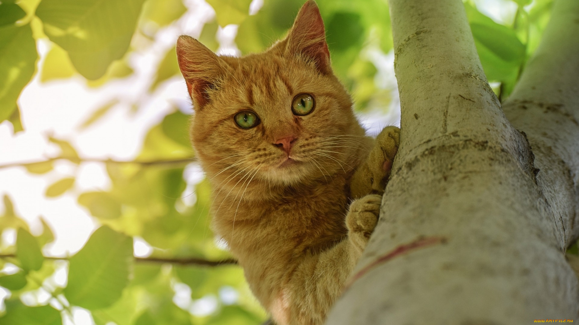 животные, коты, кот, кошка