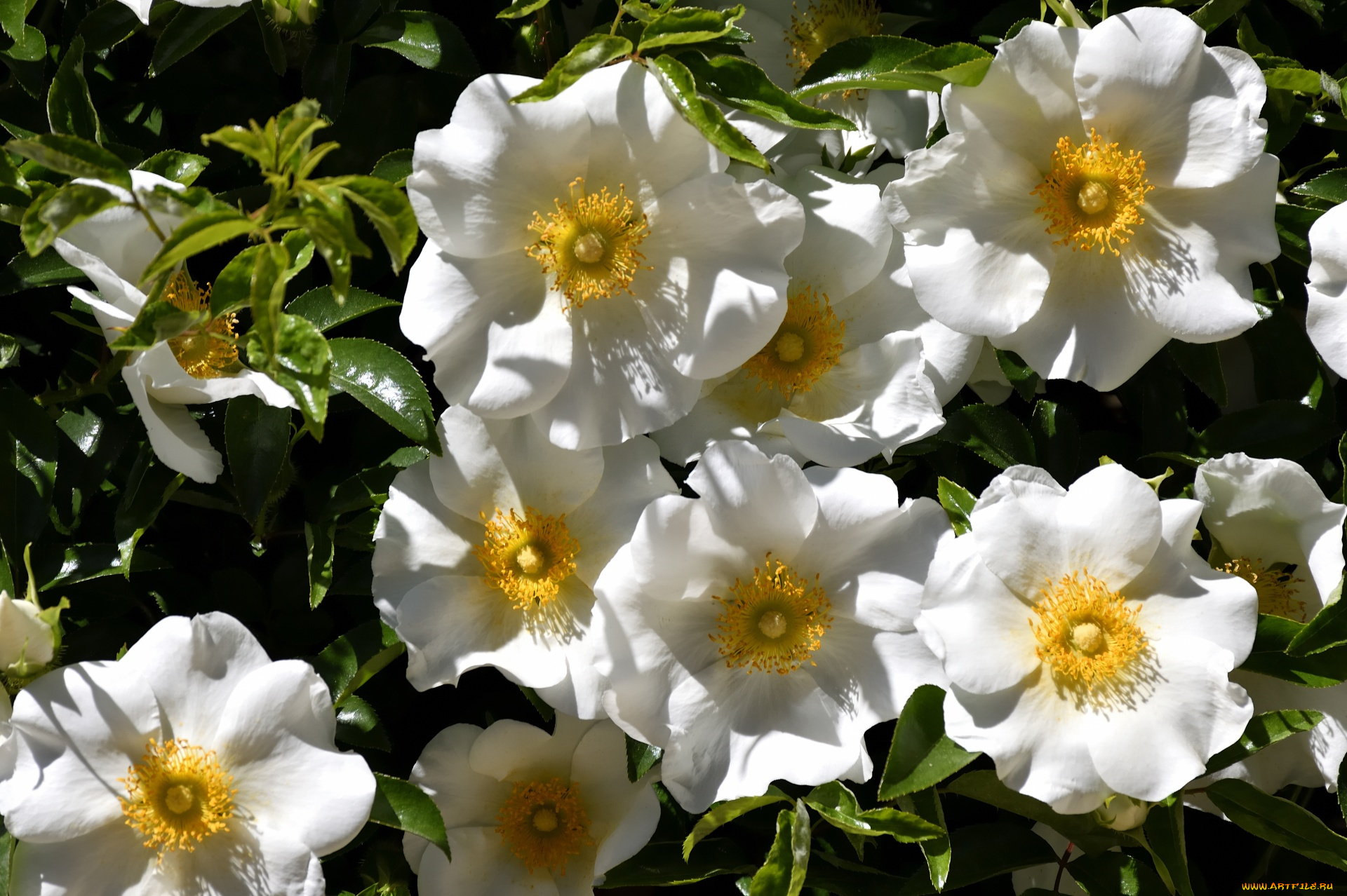 cherokee, rose, цветы, шиповник, cherokee, rose