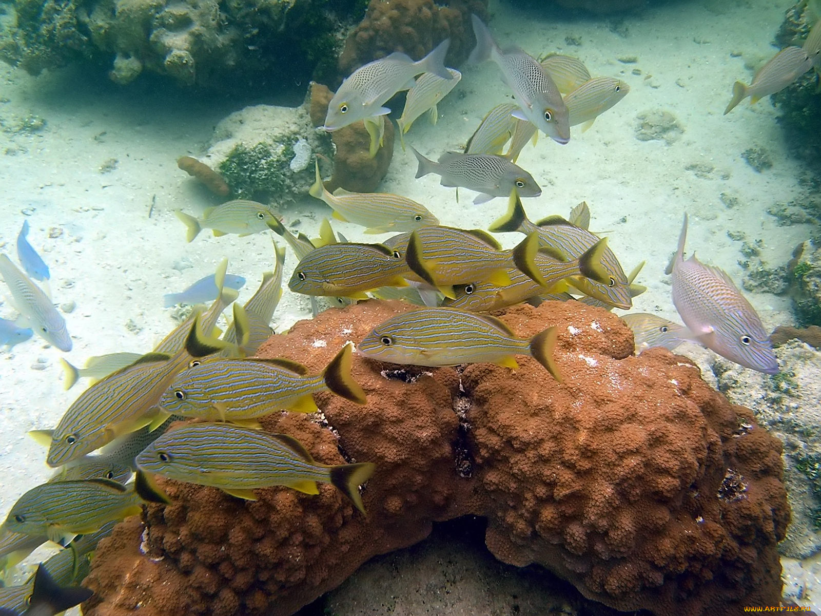 reef, fish, животные, рыбы