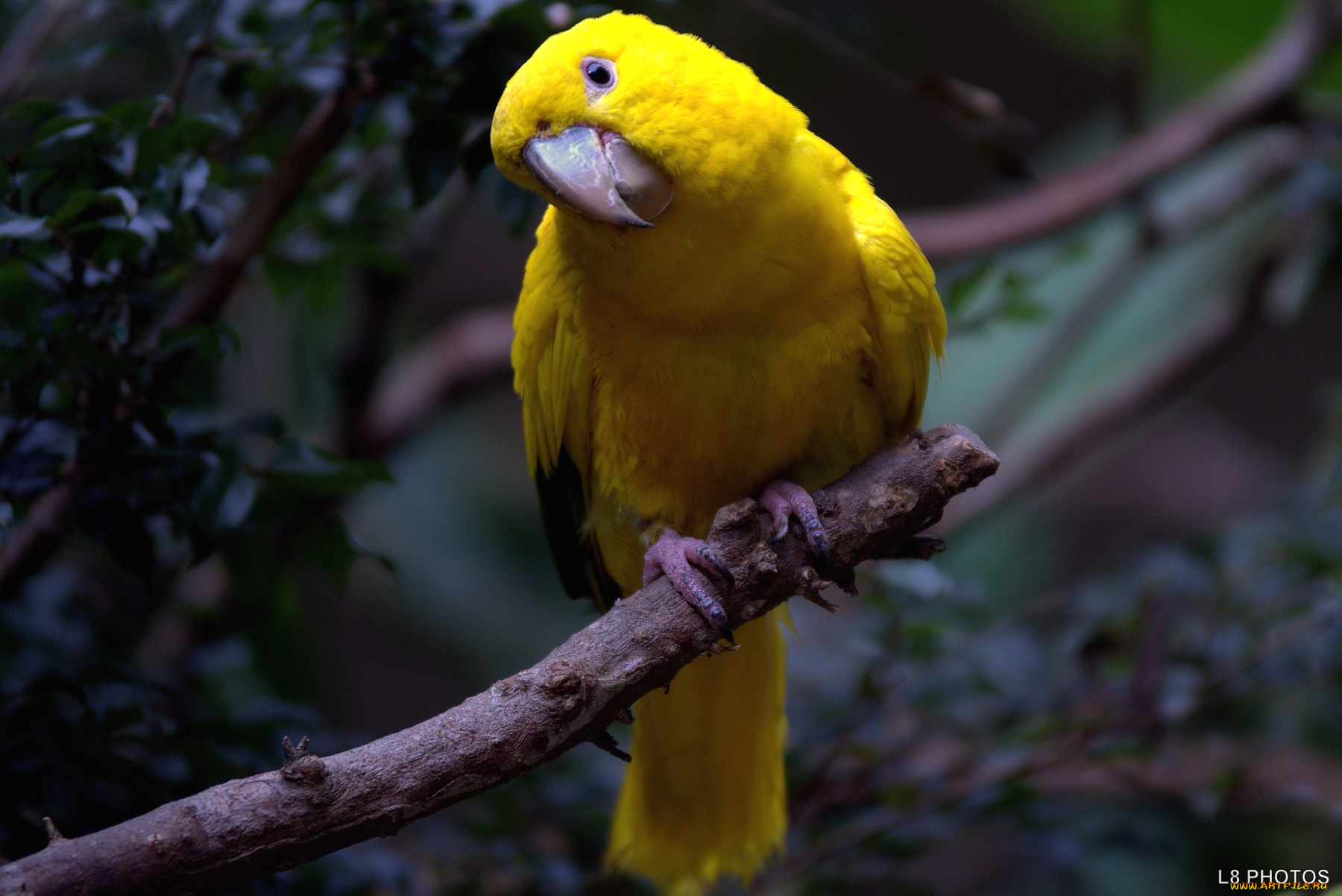 Попугаи желтые бесплатно