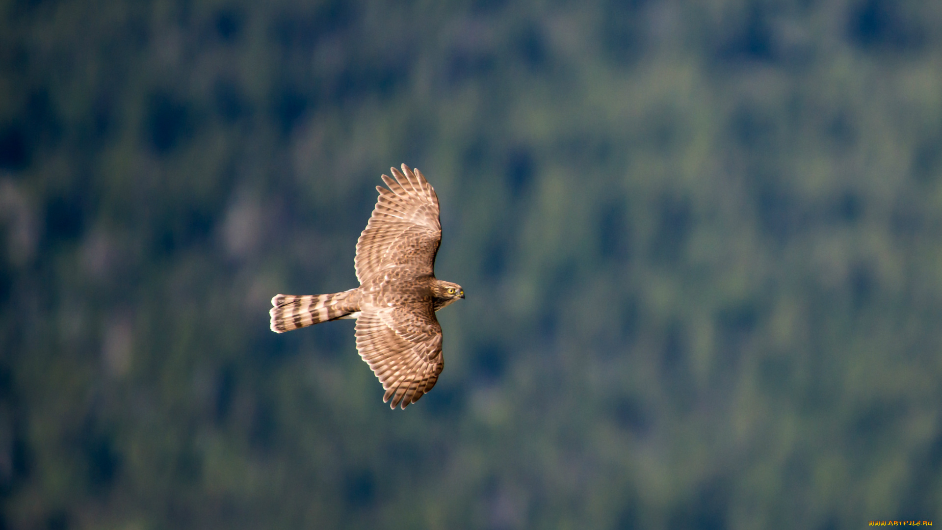 животные, птицы, хищники, полет, bird, hawk, ястреб, крылья, взмах