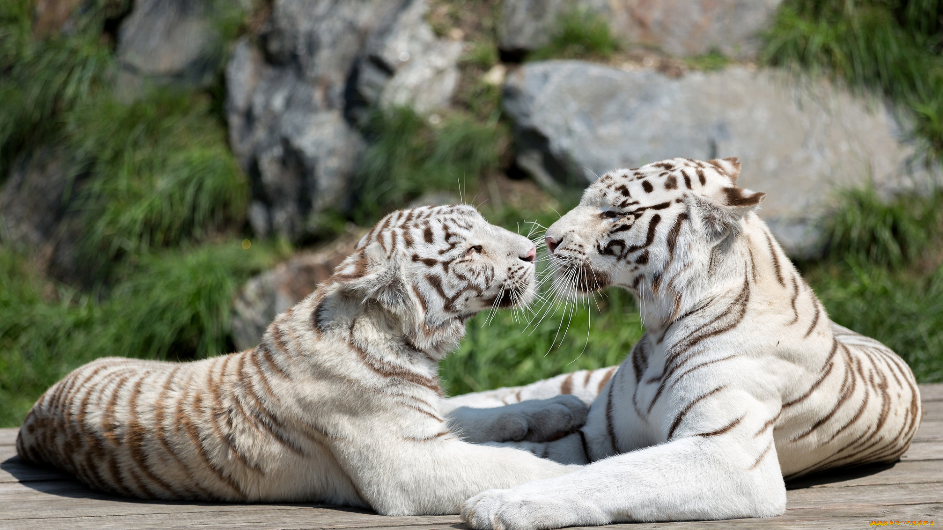 животные, тигры, белый, чувства, пара