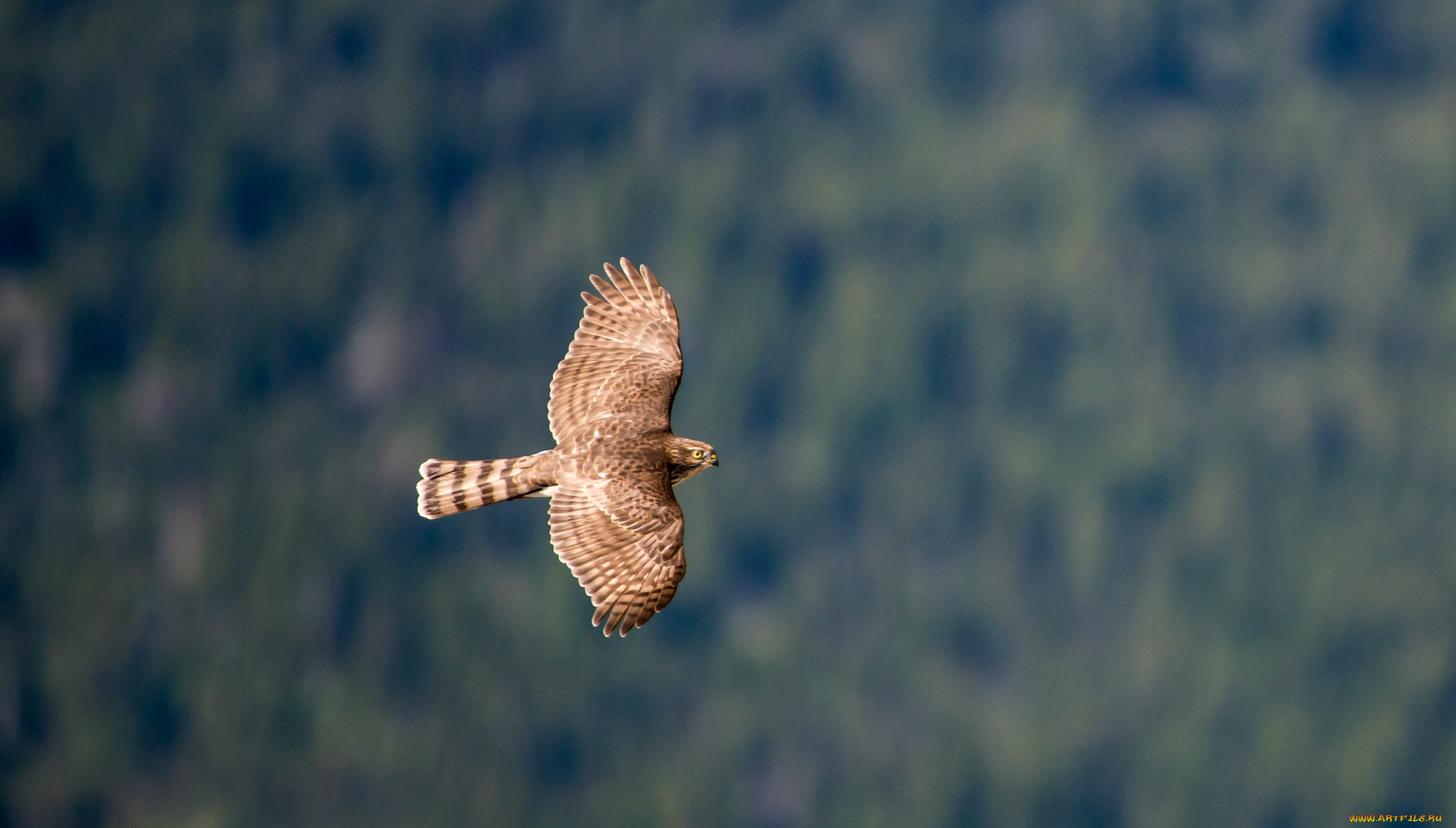 животные, птицы, хищники, полет, bird, hawk, ястреб, крылья, взмах