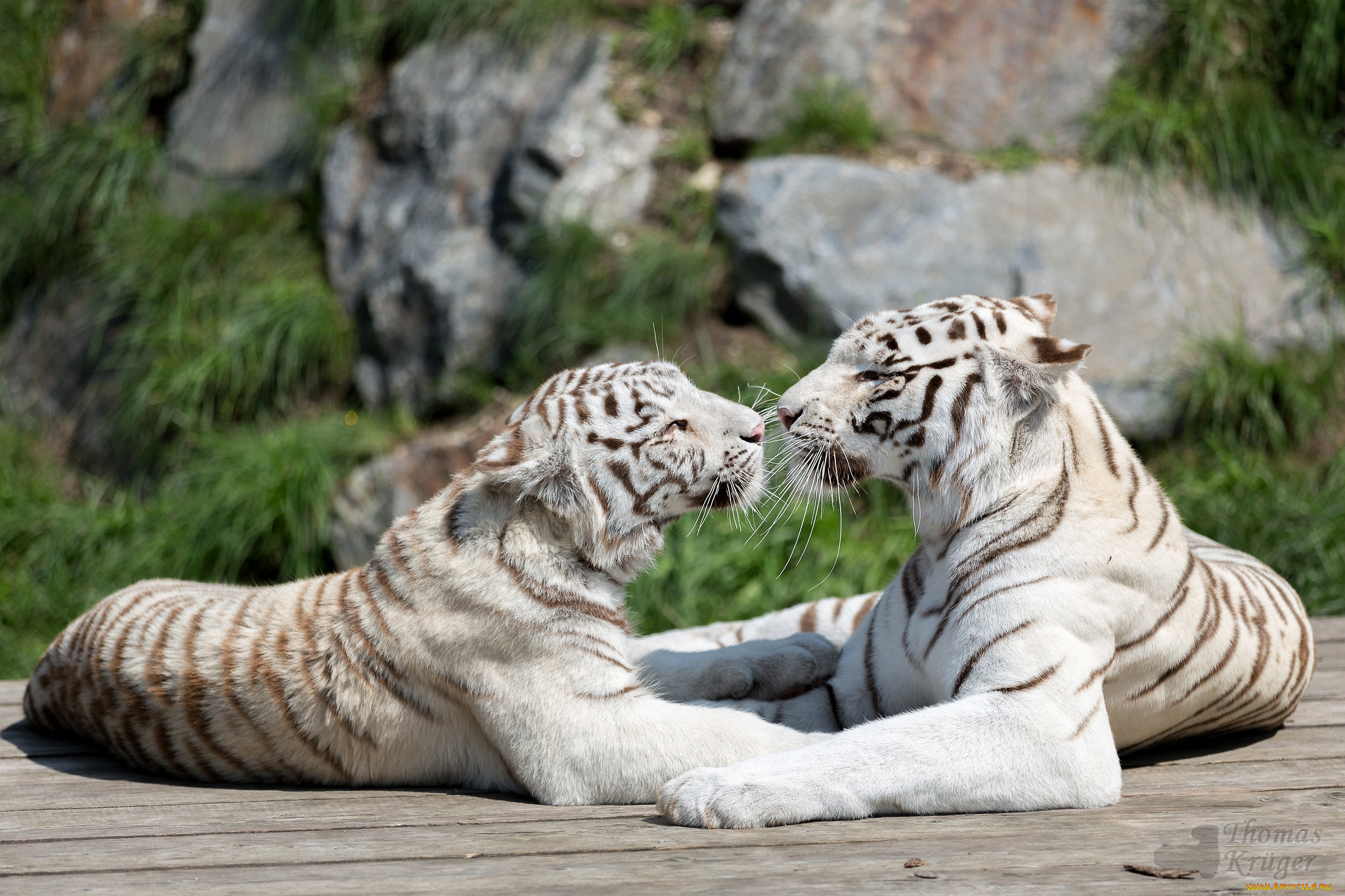 животные, тигры, белый, чувства, пара