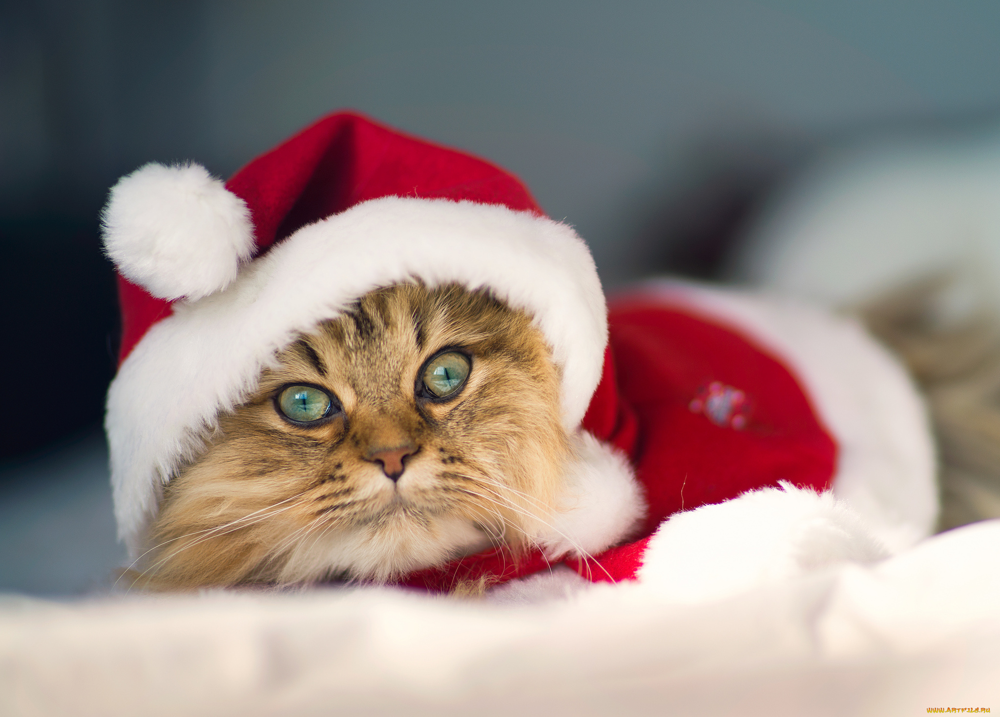 животные, коты, christmas, cat, daisy, benjamin, torode