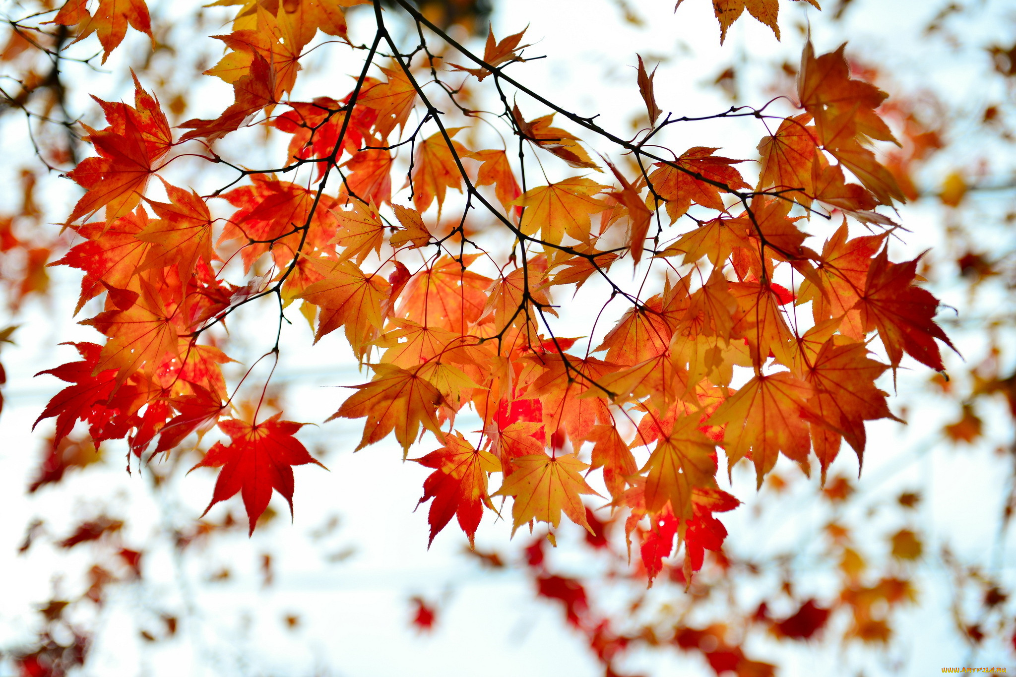 Ветка осенних листьев. Клён осеннью. Осень листья. Осень клен. Клен осенью.