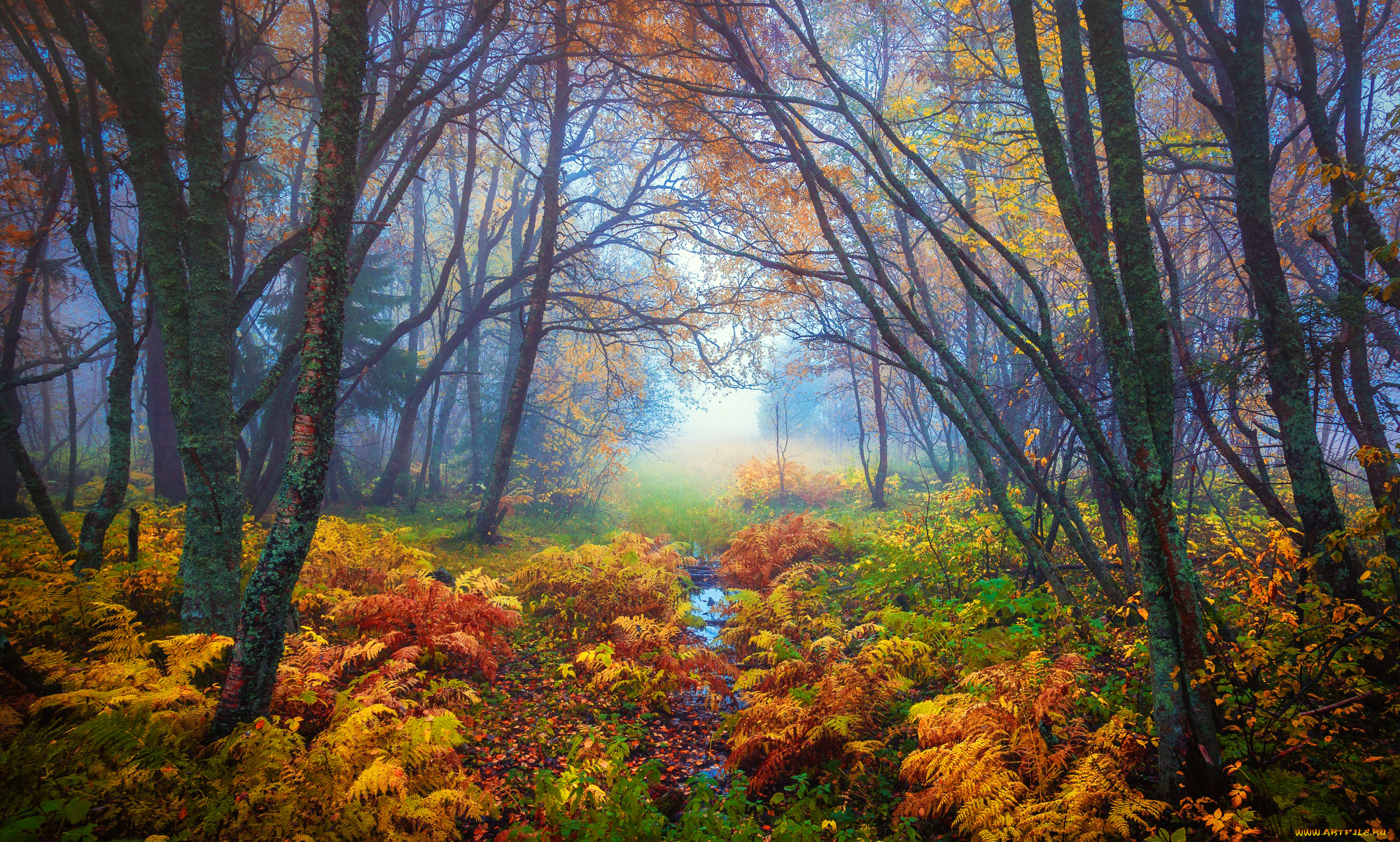 природа, лес, осень, желтые, листья, ветки, туман, папоротник, деревья