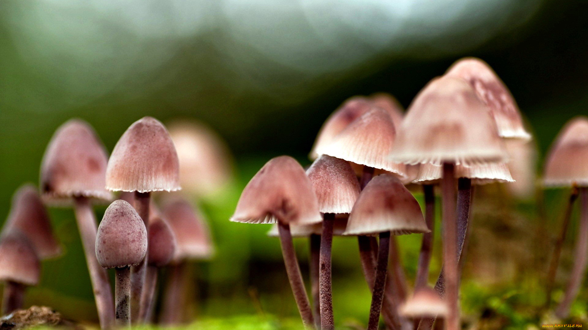природа, грибы, семейка