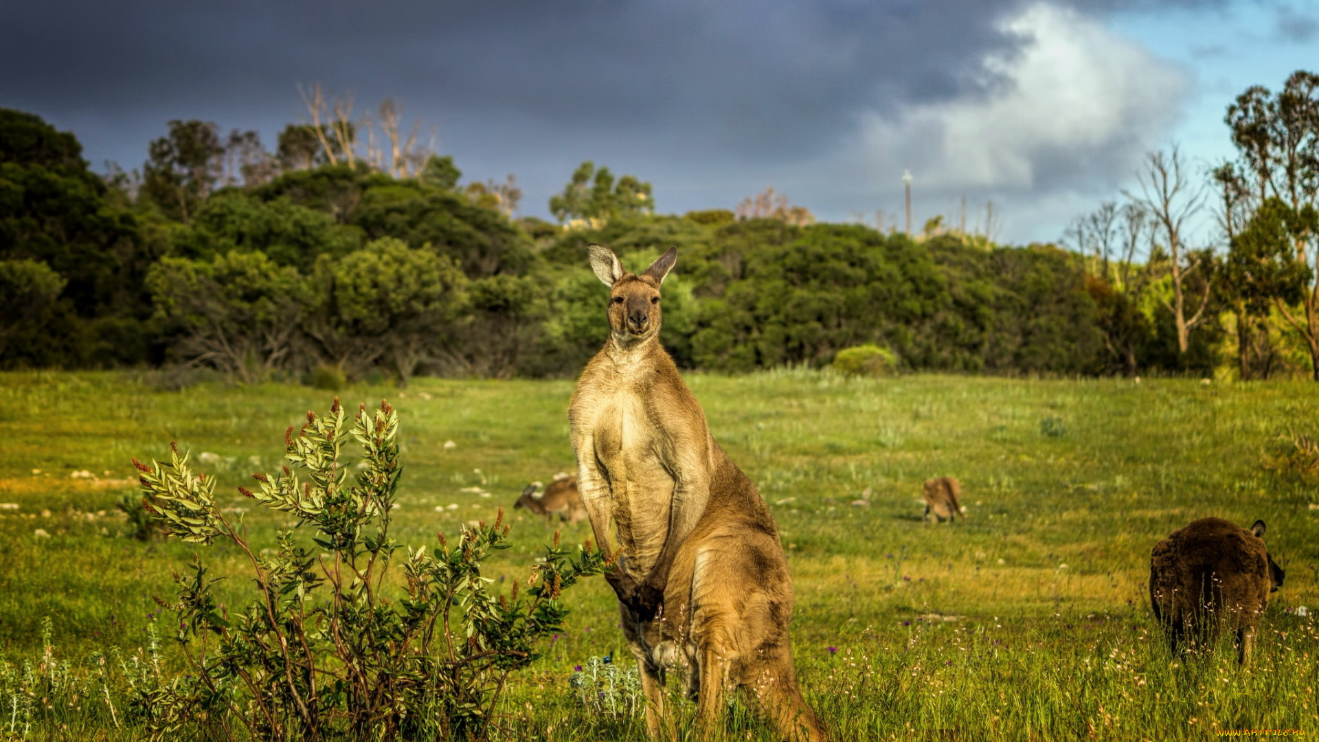 животные, кенгуру, природа, австралия