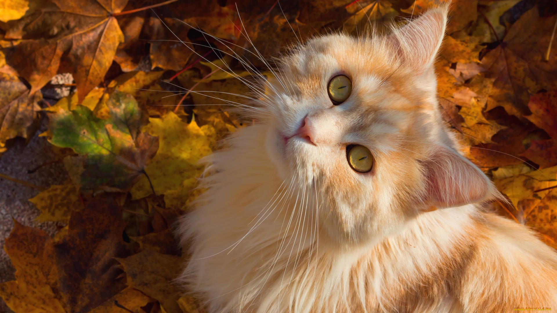 животные, коты, кошка, усы, листья, мордочка, пушистая, взгляд, рыжий, кот, осень