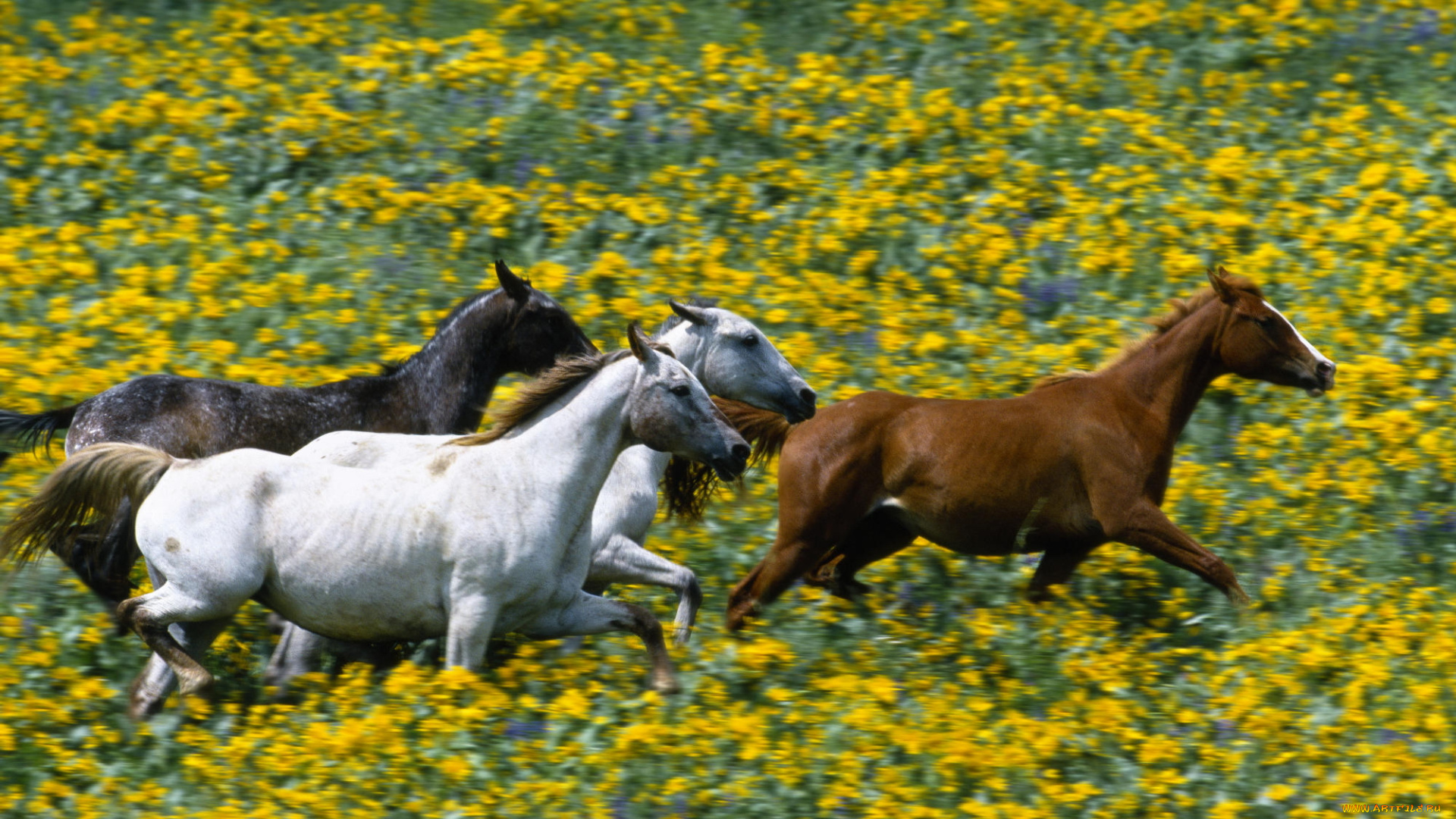 животные, лошади, галоп, луга, цветы