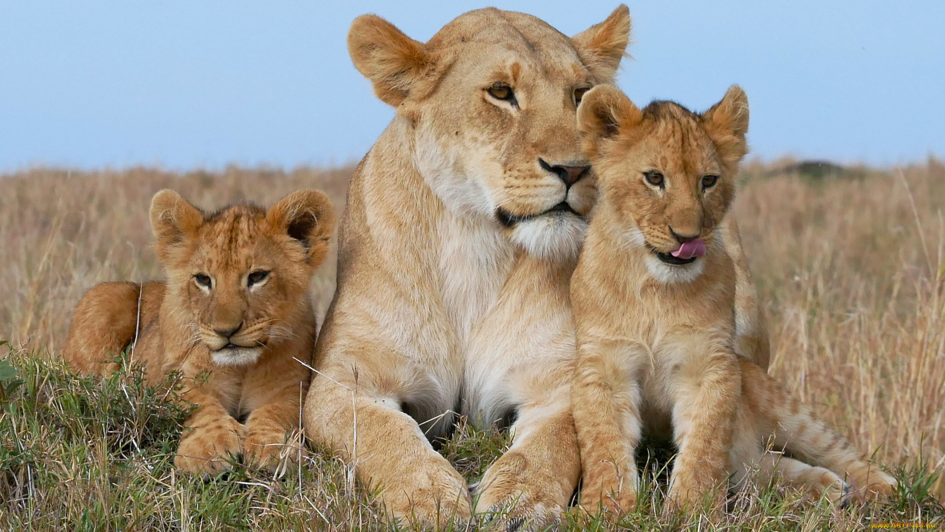 Leon family. Лев львица и Львенок. Лев львица и Львенок семья. Лев львица и 3 львенка. Прайд Львов.