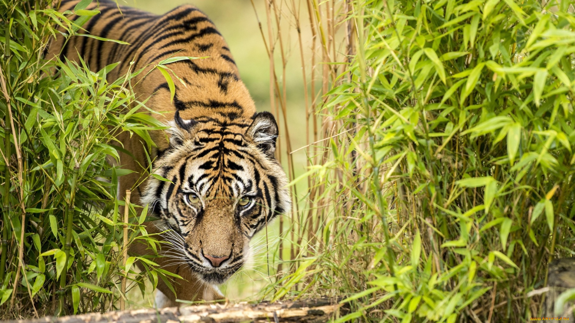 животные, тигры, тигр, бамбук, водопой, взгляд