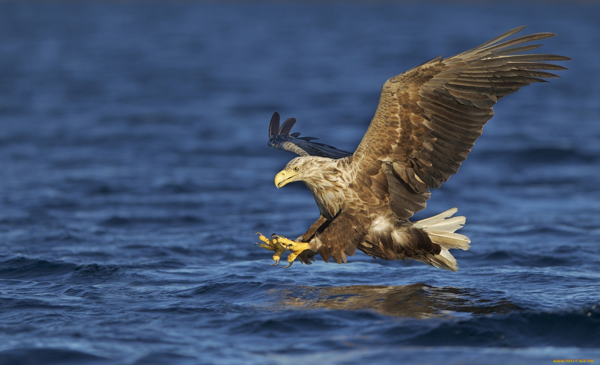 природа животные море птицы орел скачать