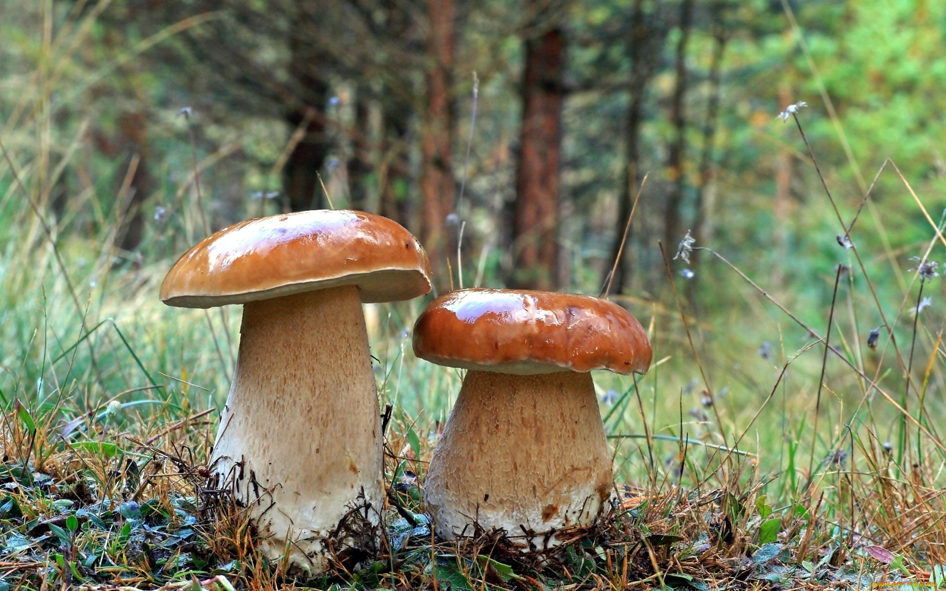 белые грибы без смс