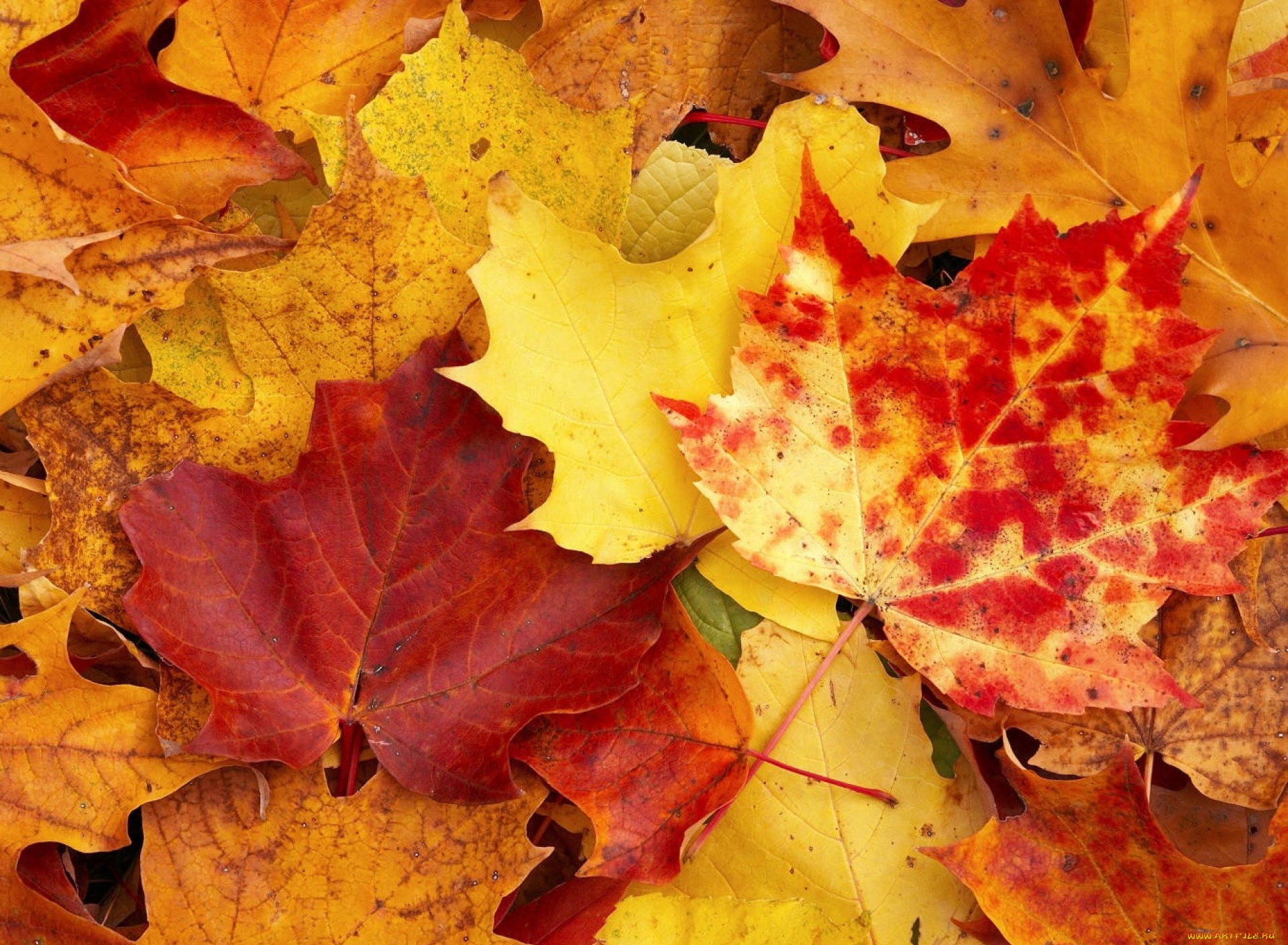 Красивые осенние листья печать