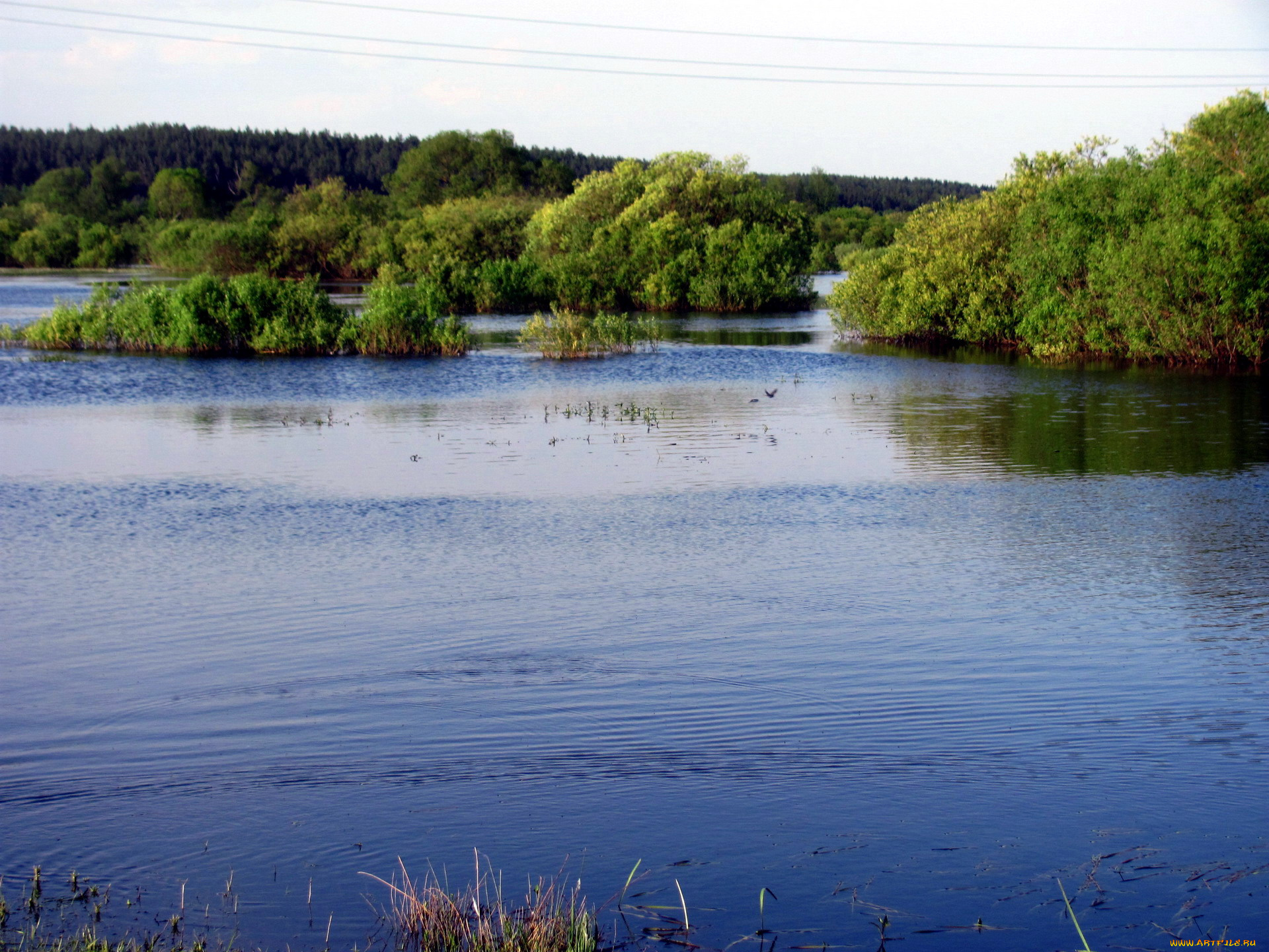 природа, реки, озера, вода, деревья, кусты