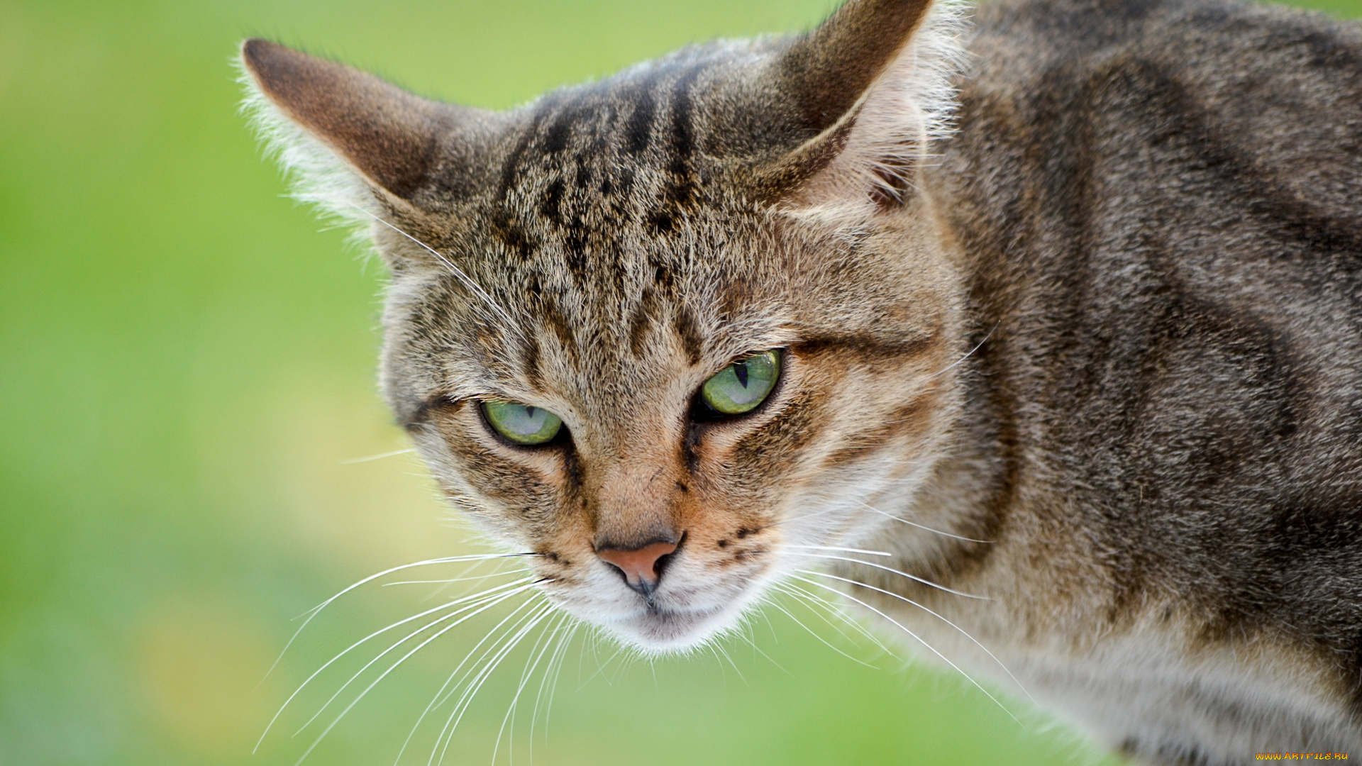 животные, коты, кот, кошка