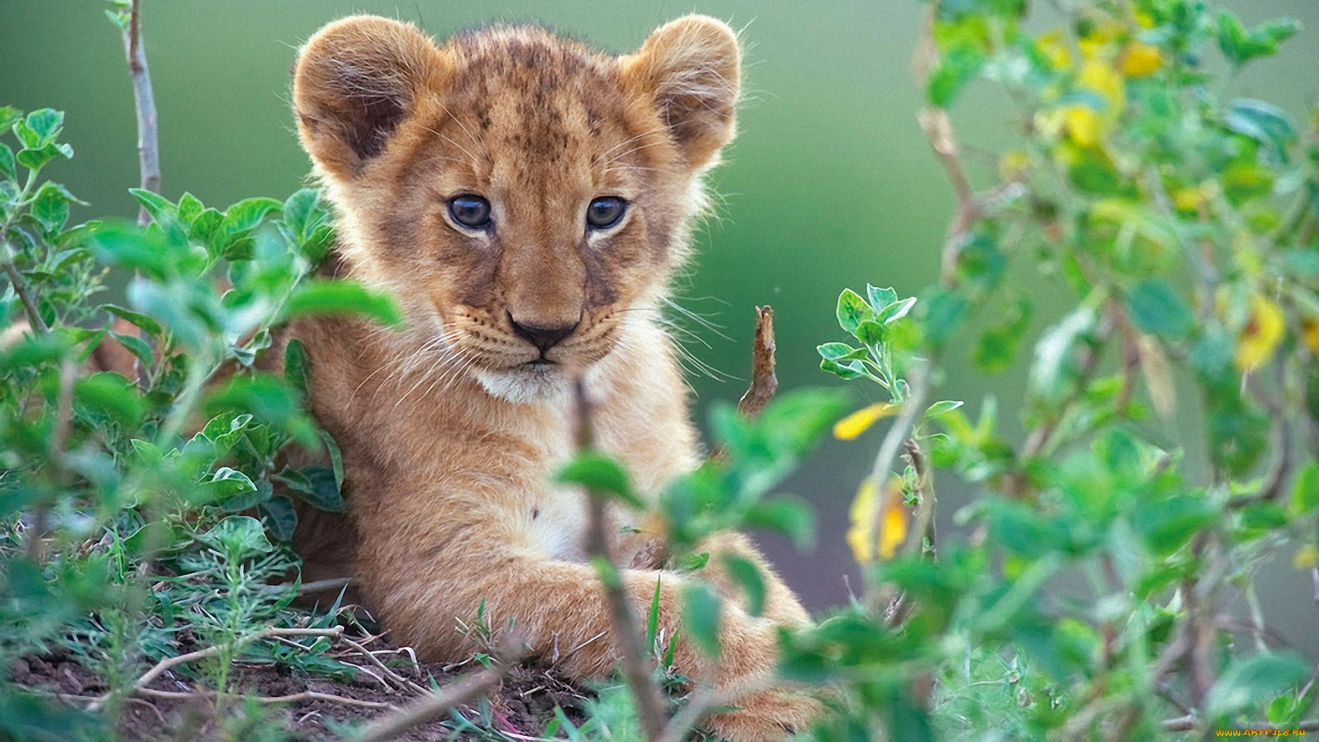 животные, львы, львёнок, лев