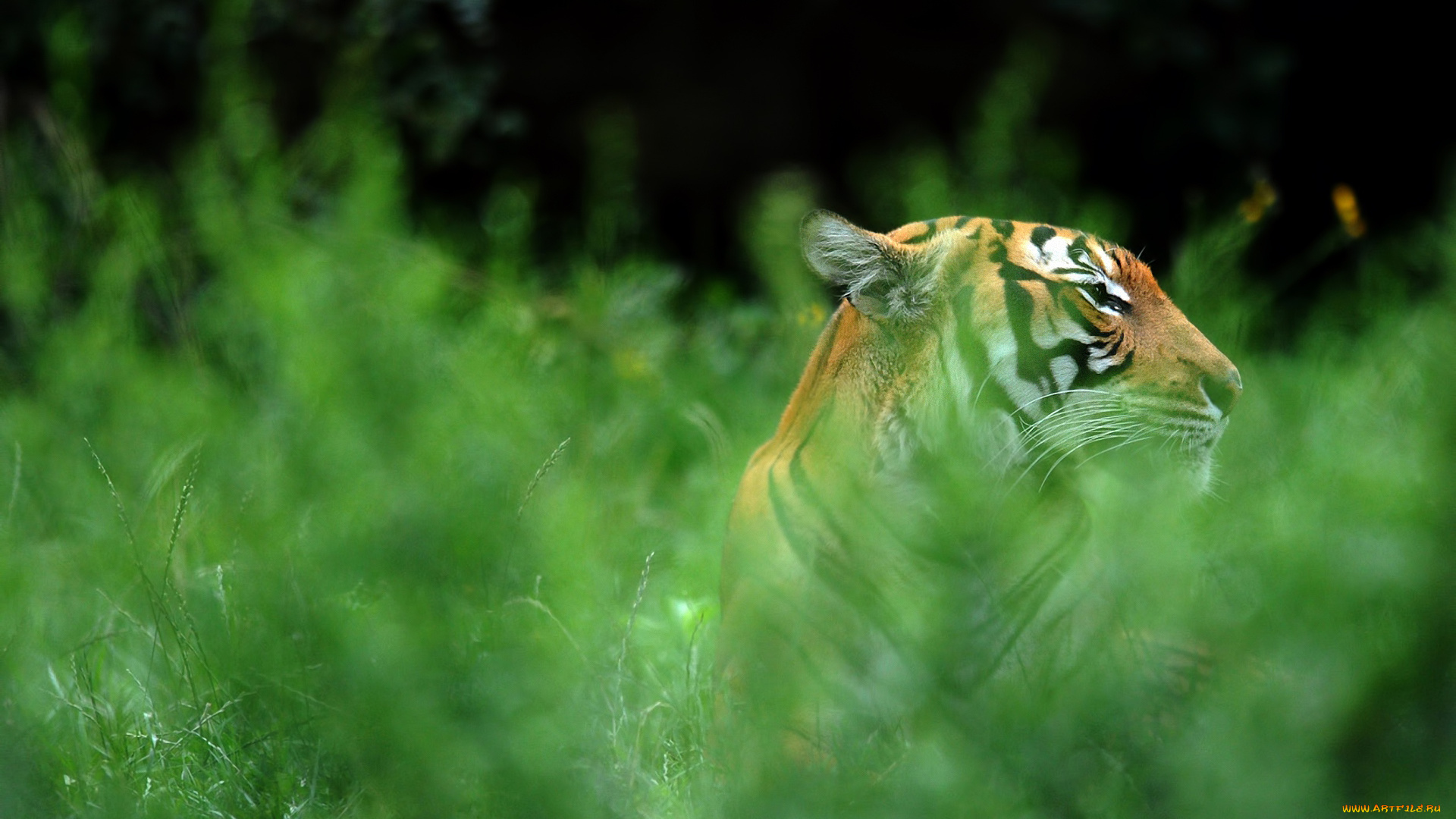 животные, тигры, тигр, трава, зелень