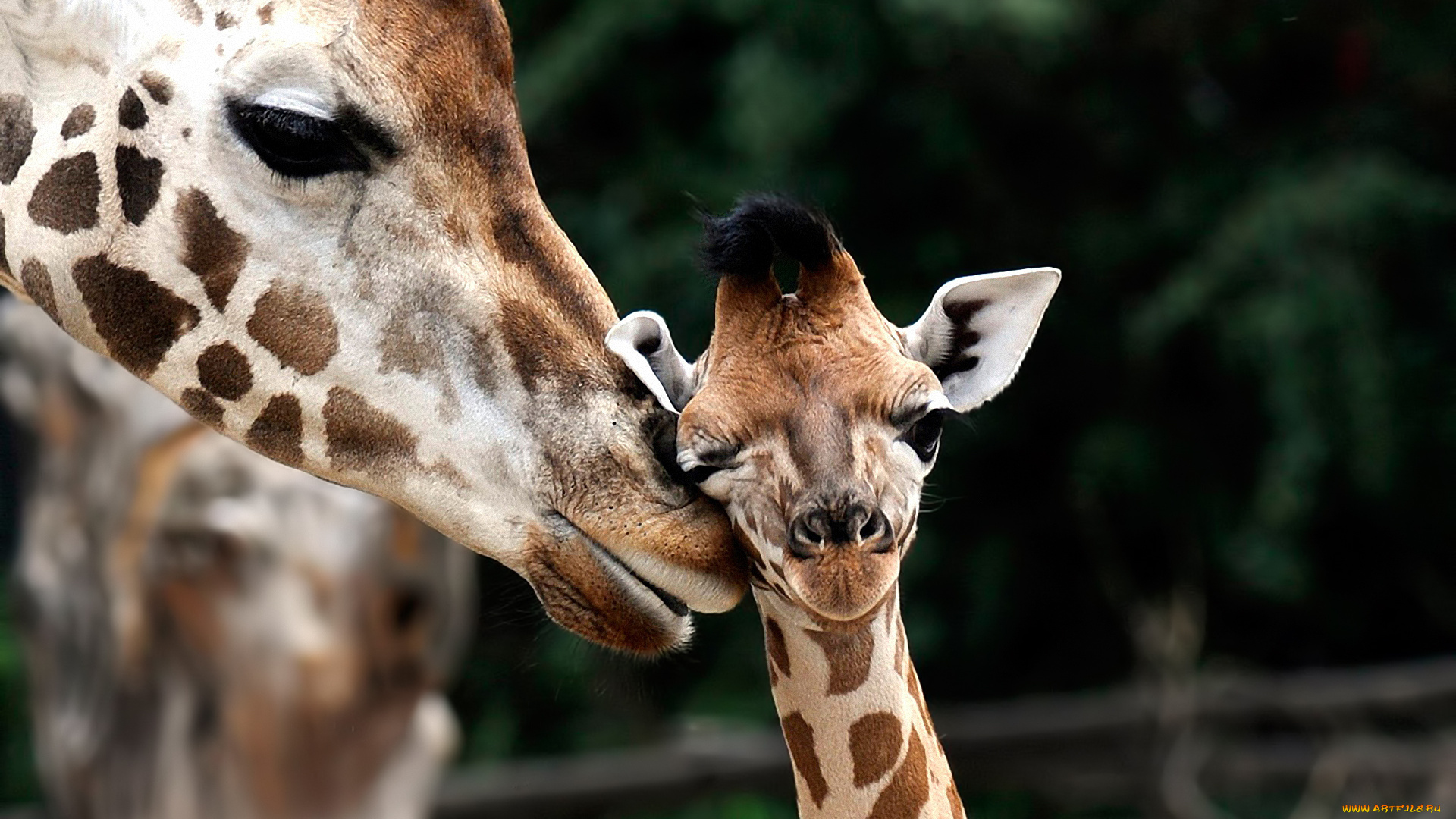 животные, жирафы, жираф, мама, ребёнок