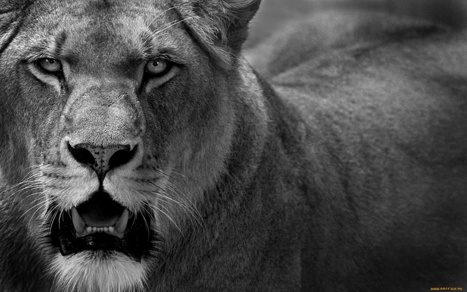 животные, львы, хищник
