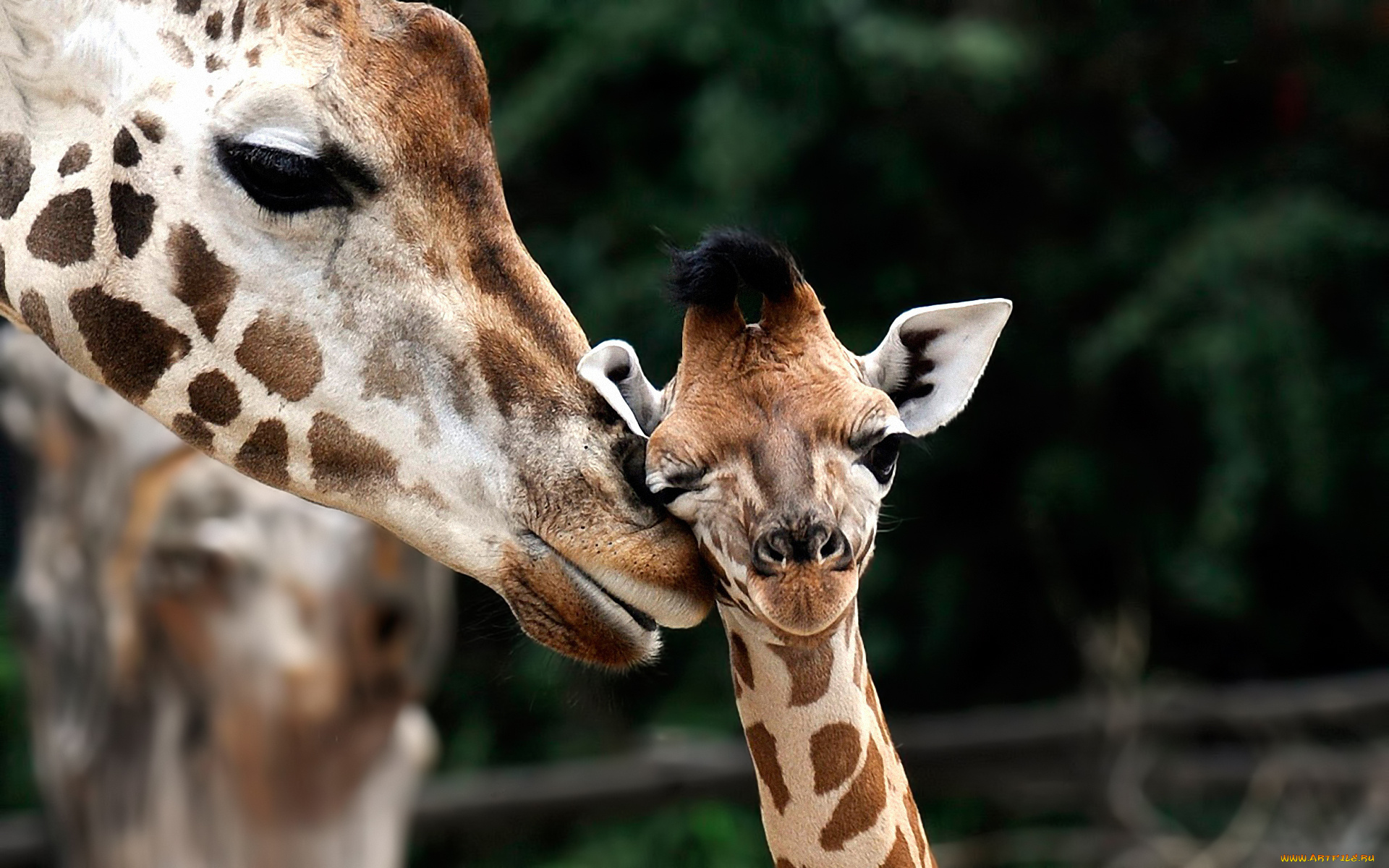животные, жирафы, жираф, мама, ребёнок