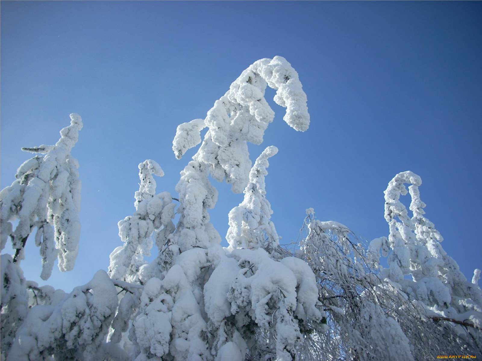 природа, зима, снег, кусты