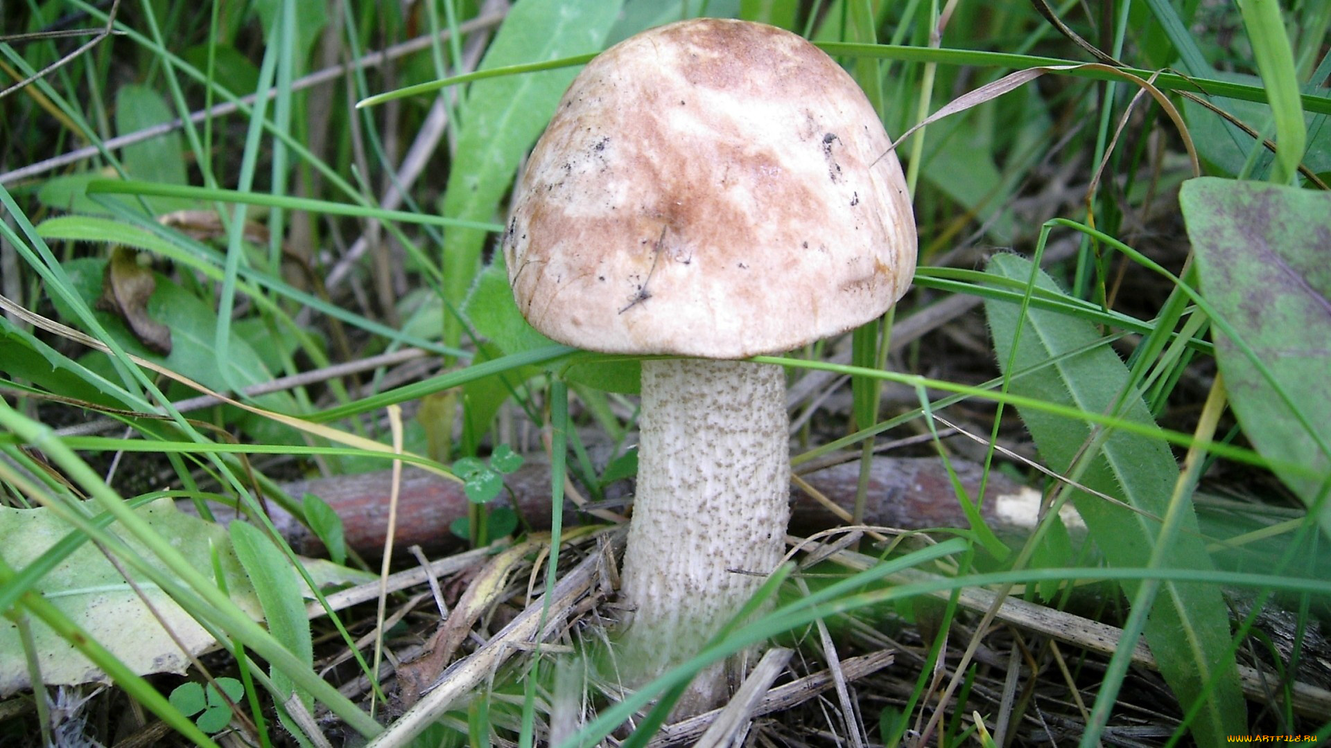 природа, грибы, подберезовик
