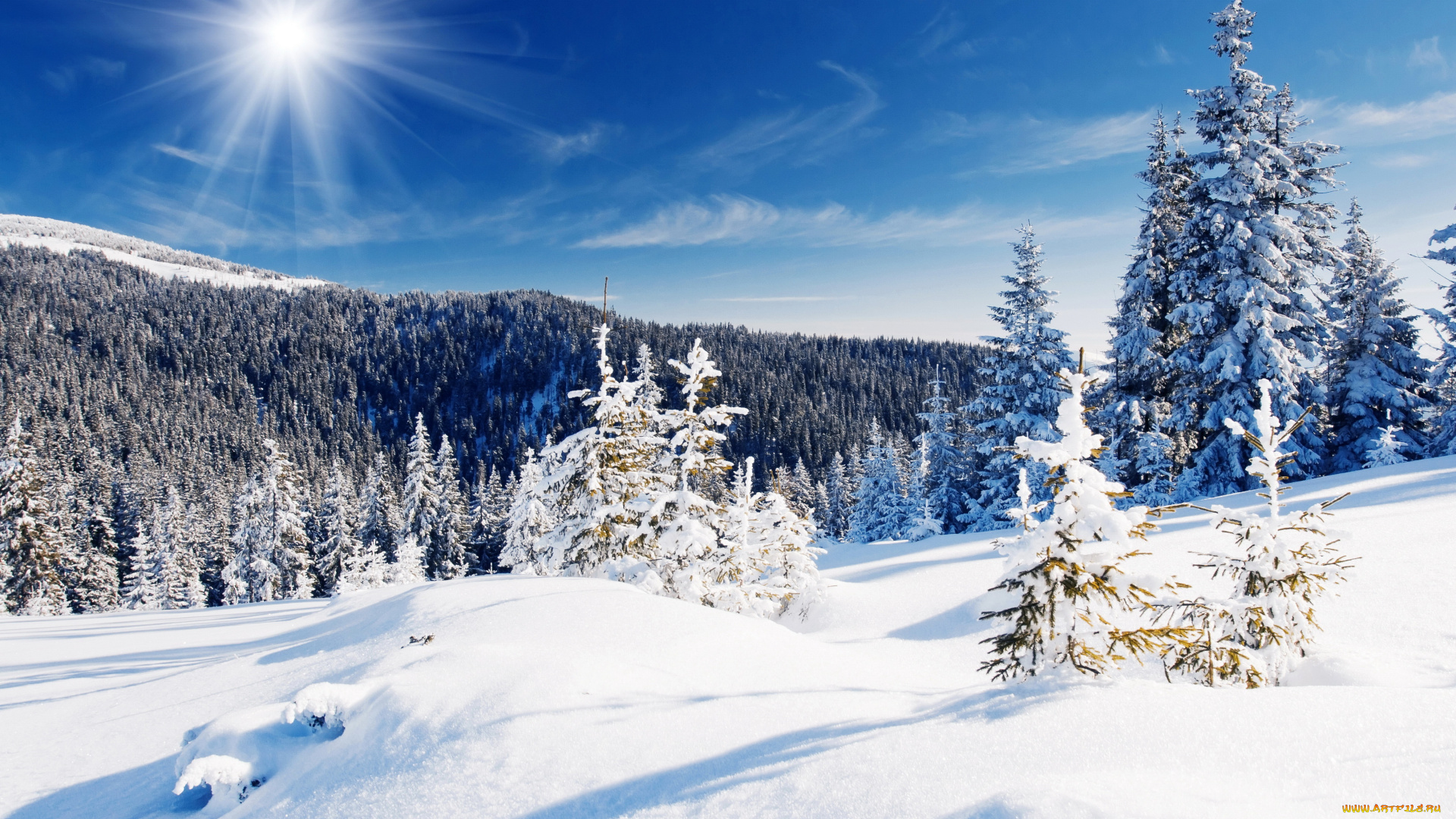 природа, зима, снег, деревья, ели, солнце