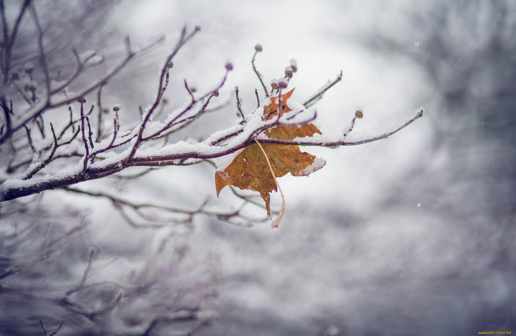 Кленовый лист под снегом скачать