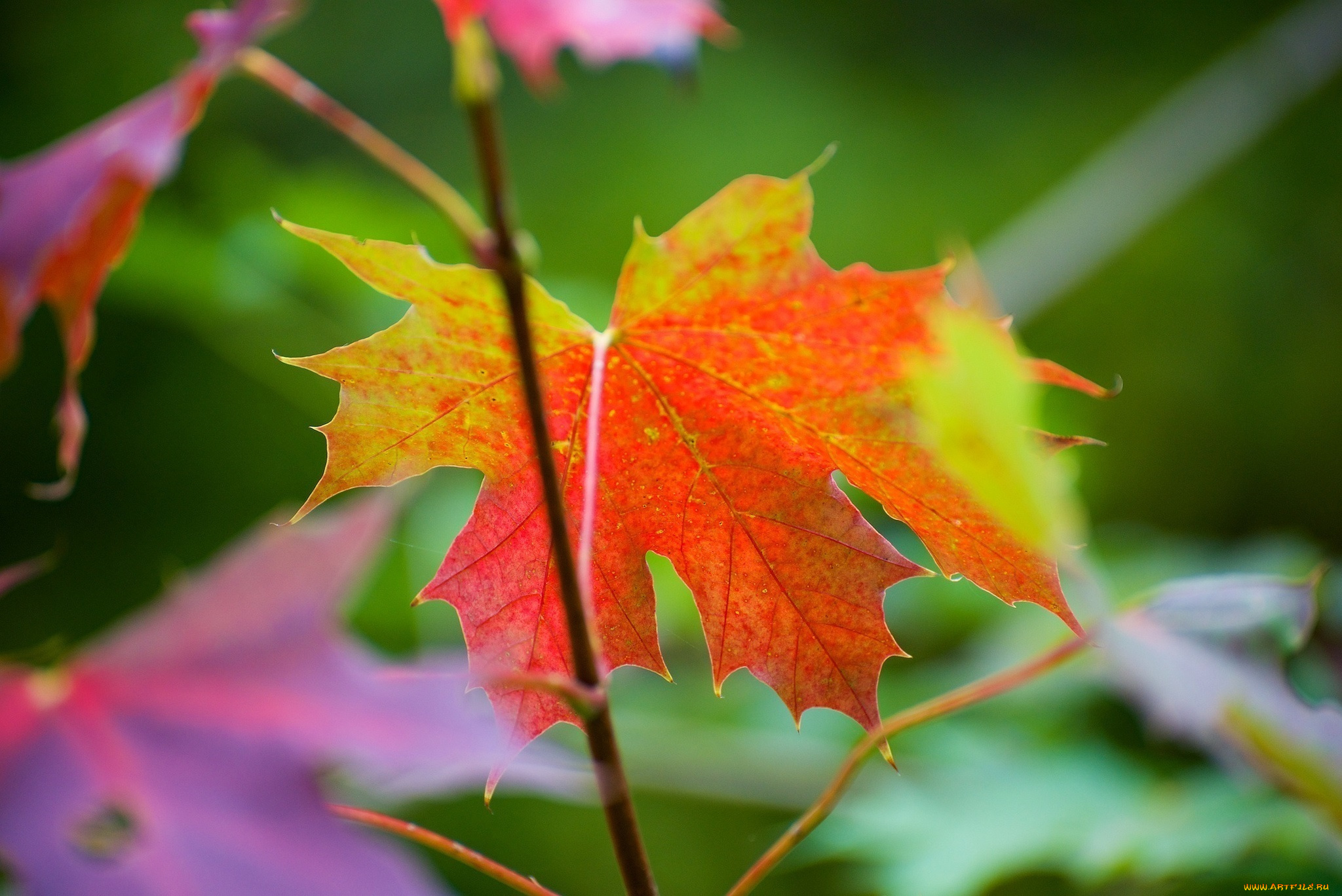 природа, листья, цвета, макро, осень