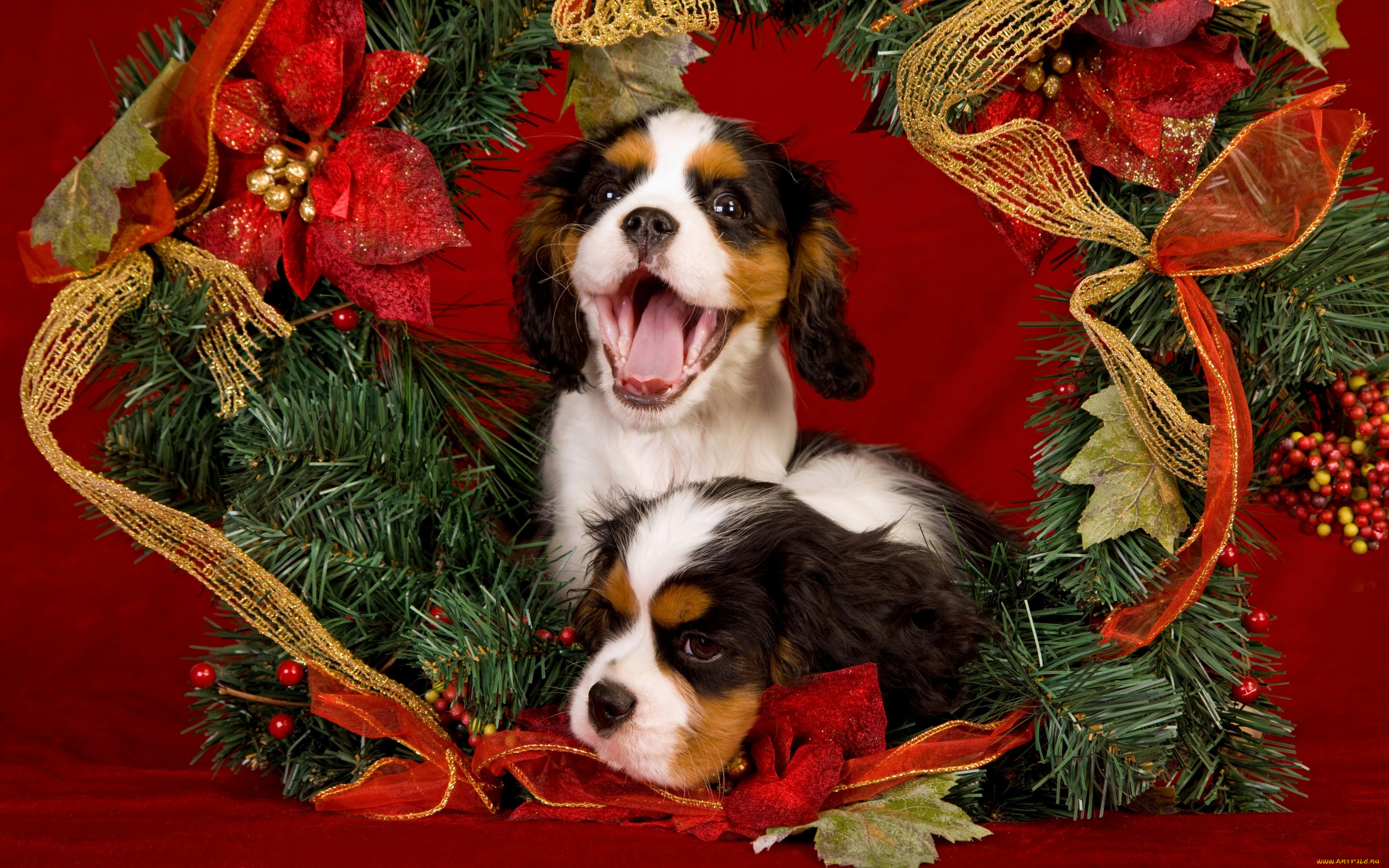 животные, собаки, праздник, язык, рождество, щенки, новый, год, красный, еловые, ветки, мишура, украшения, пасть, пара, двое, позолота