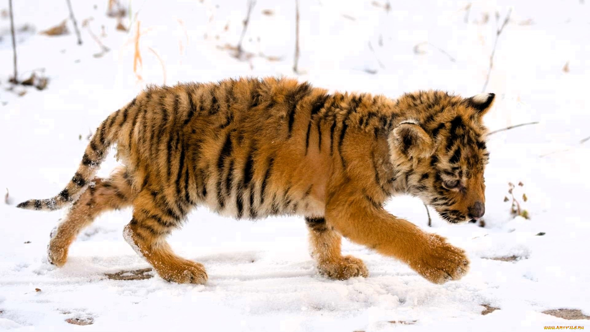 животные, тигры, тигренок, малыш, снег