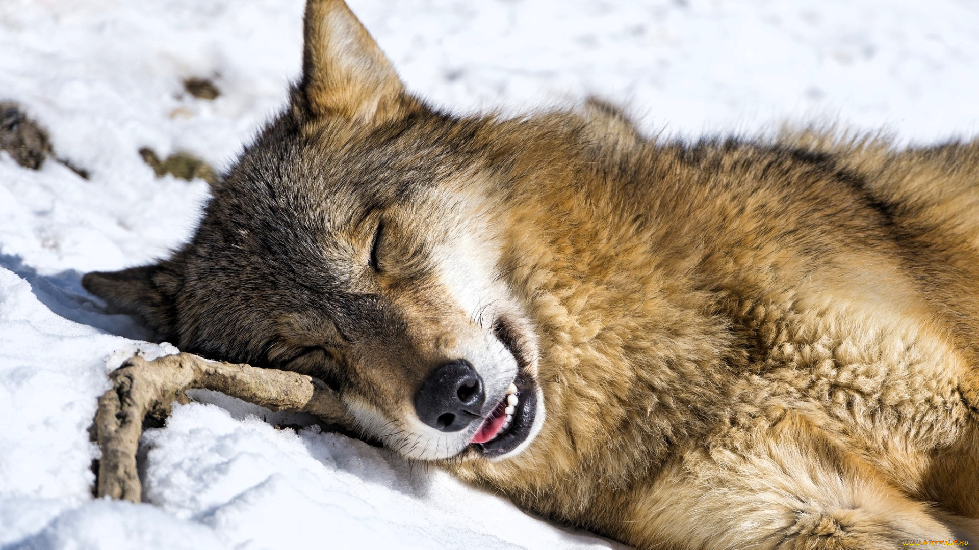животные, волки, , койоты, , шакалы, волк, сон, снег, палка