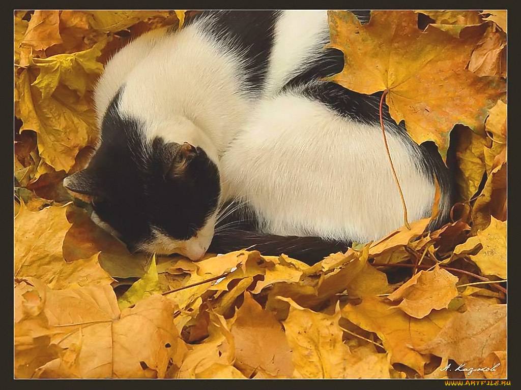 казюков, осенний, сон, животные, коты