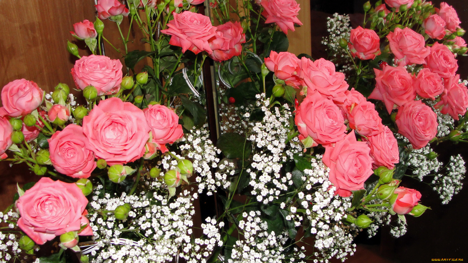 цветы, розы, розовые, гипсофила