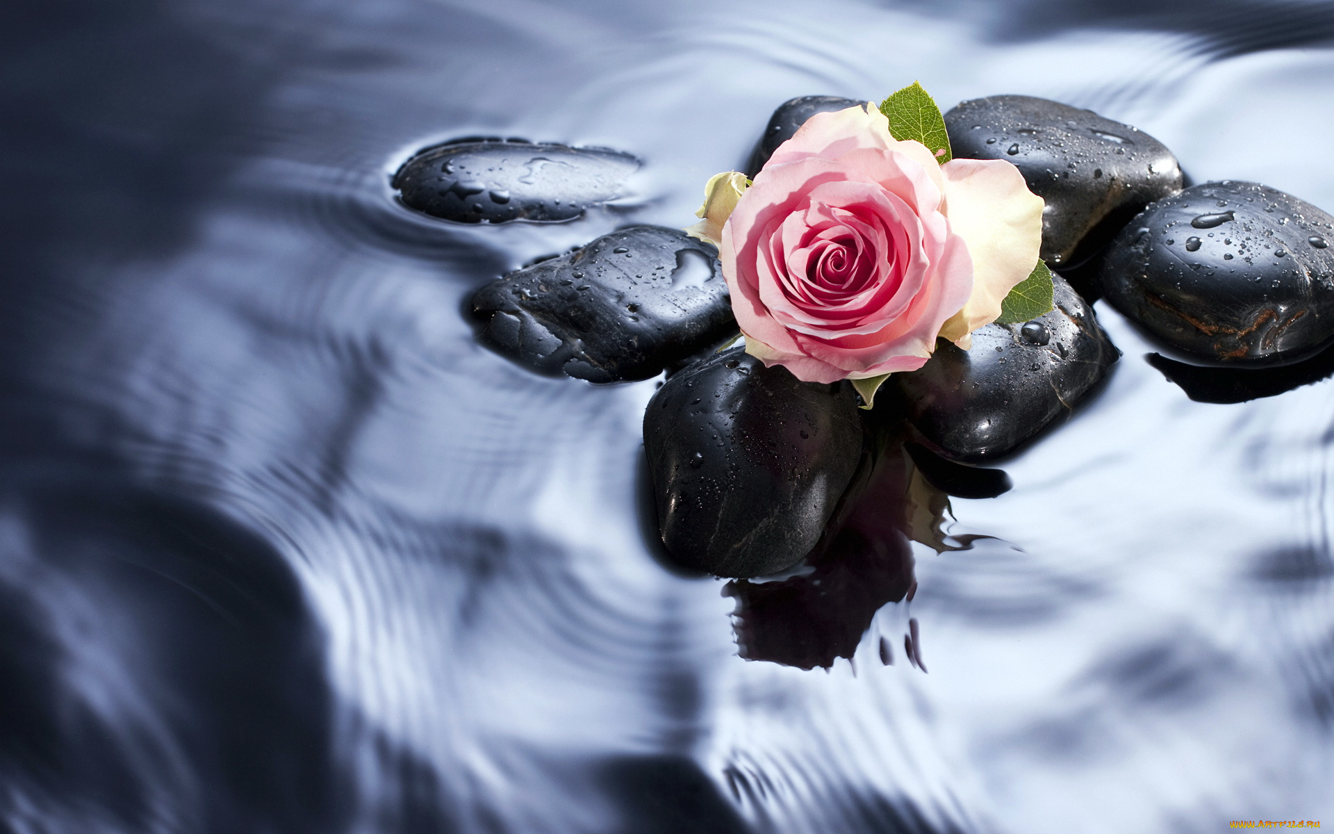 роза цветы стекло капли вода загрузить