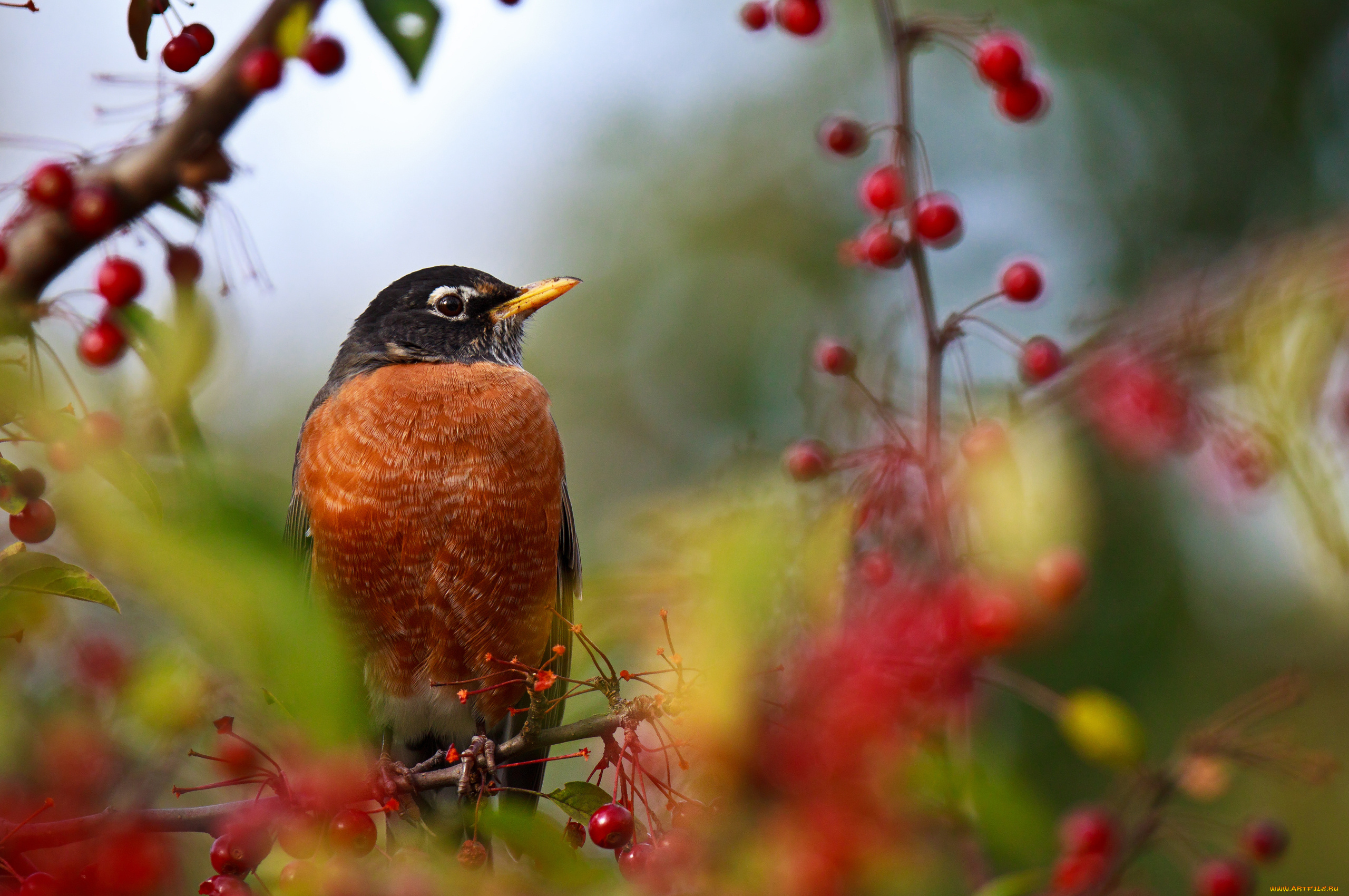 Красивая природа с птицами. Птица. Птицы в лесу. Красивые птицы. Осенние птицы.