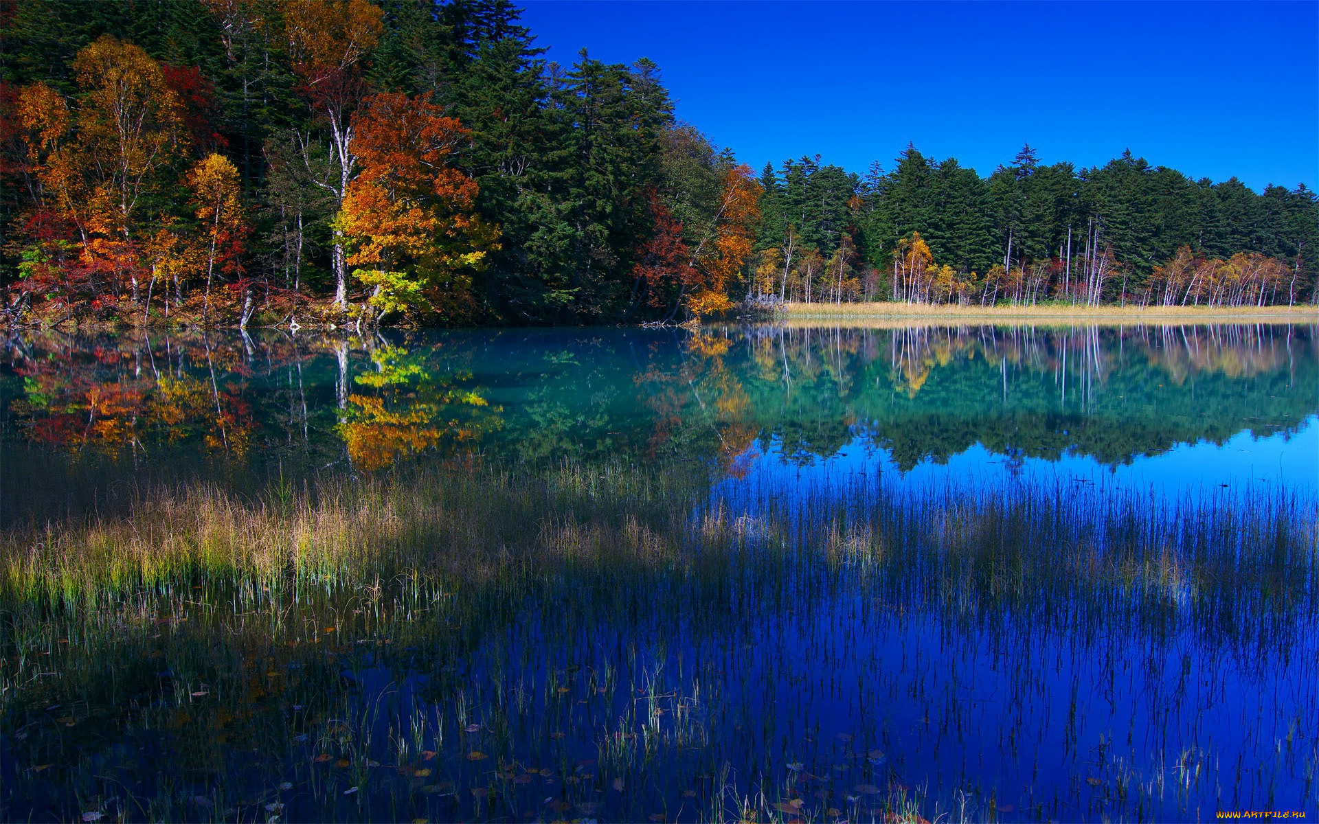 природа, реки, озера, осень, лес, озеро, трава, отражение
