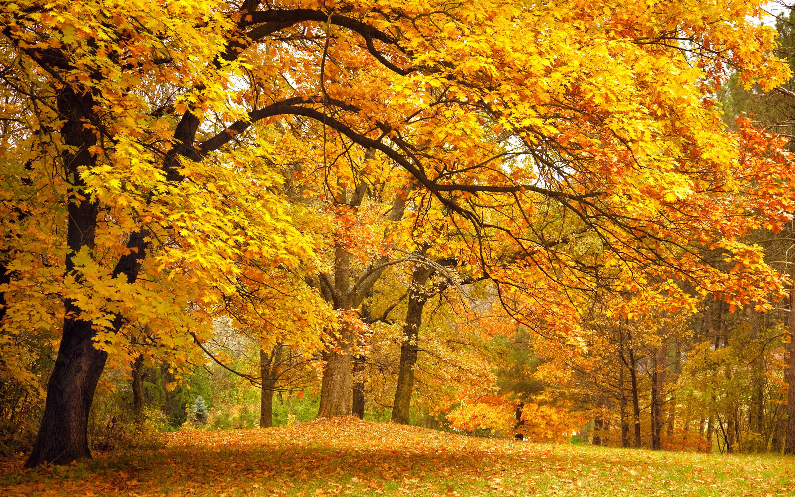 природа, лес, осень, листья, деревья