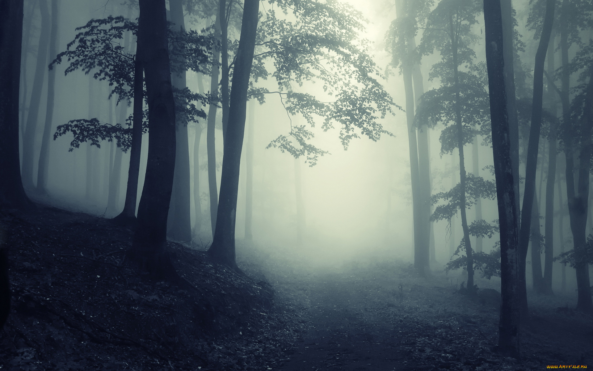 природа, лес, мрак, лесной, туманный
