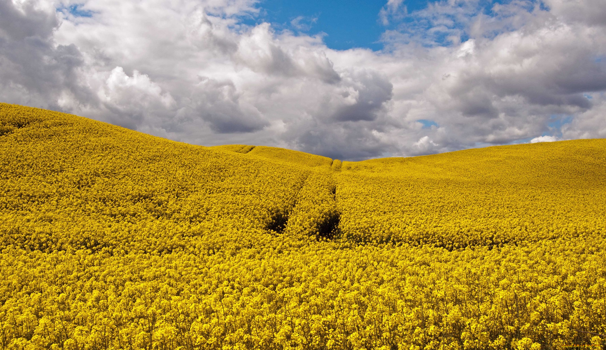 Виднелось желтое поле. Желтые поля гречиха. Поле с желтыми цветами. Гречиха желтая. Желтое поле холмы.