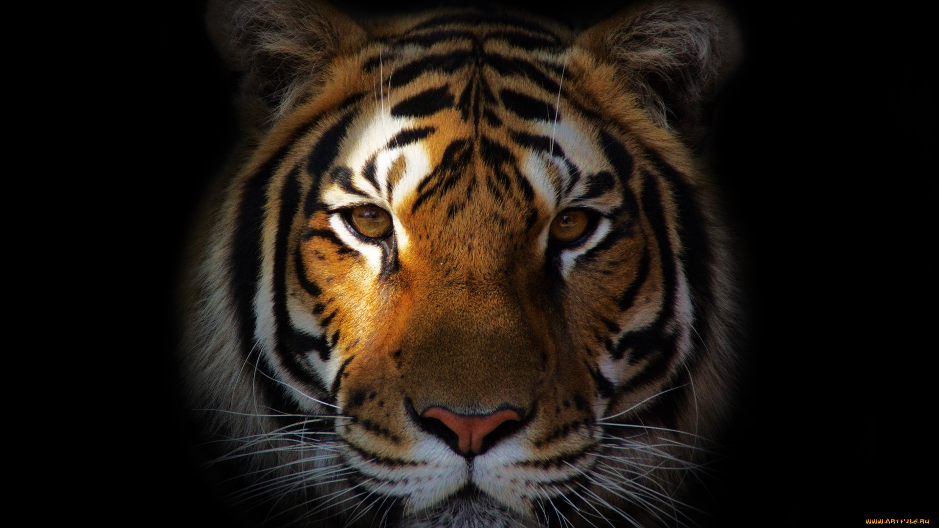 животные, тигры, портрет, морда, тигр