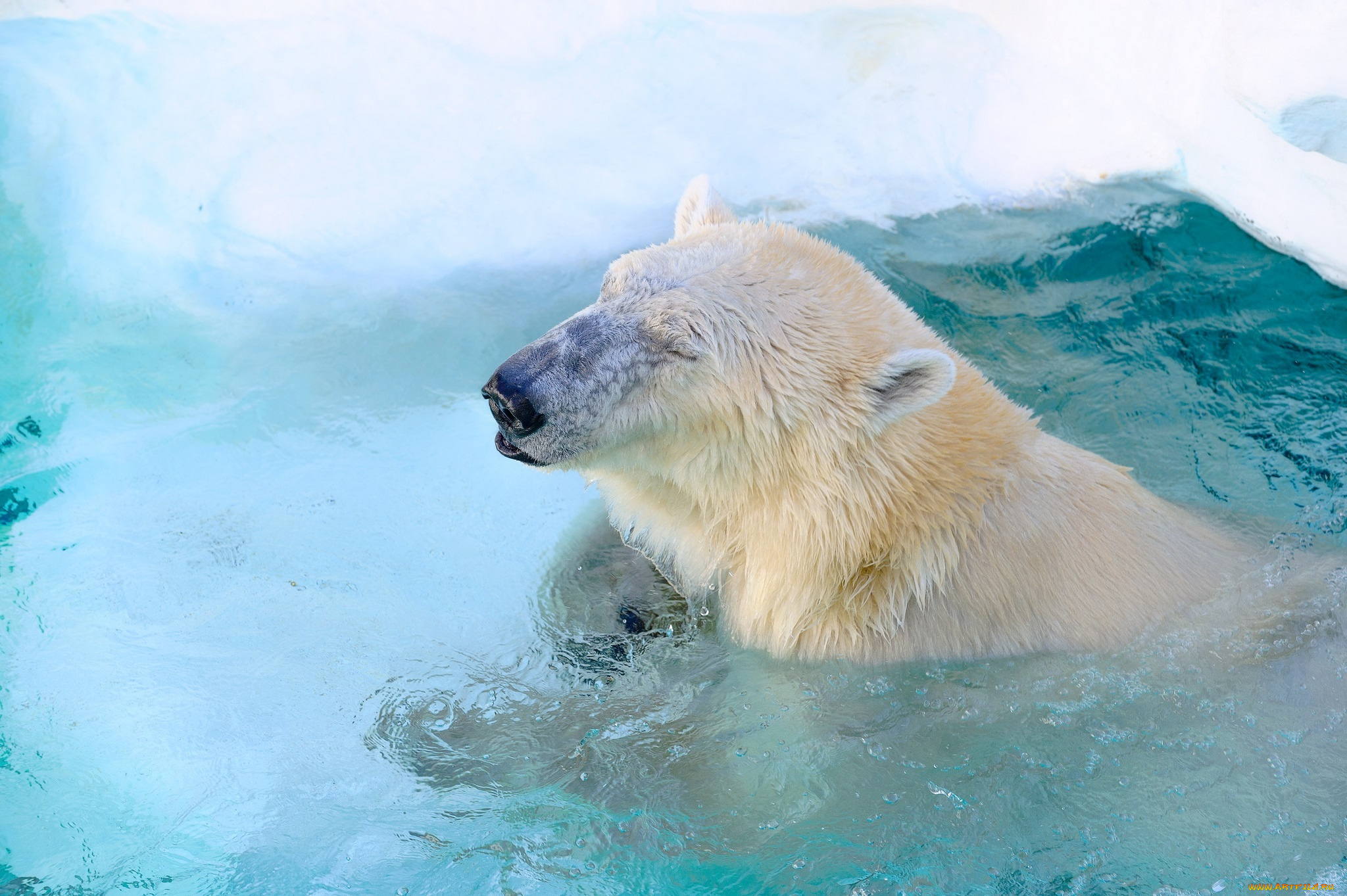 животные, медведи, вода, хищник, полярный, бассейн, зоопарк, морда, белый, жмурится, довольный, купание